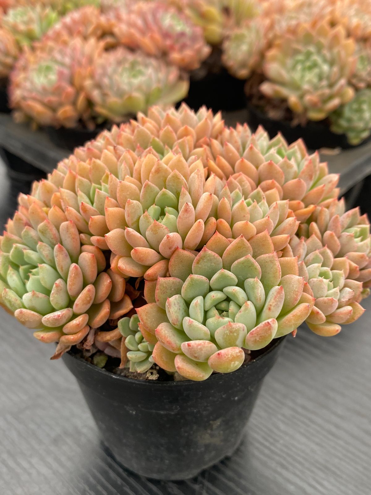 新入荷 カワイイアワ×10株 Z6951抜き苗 多肉植物 詰め合わせ