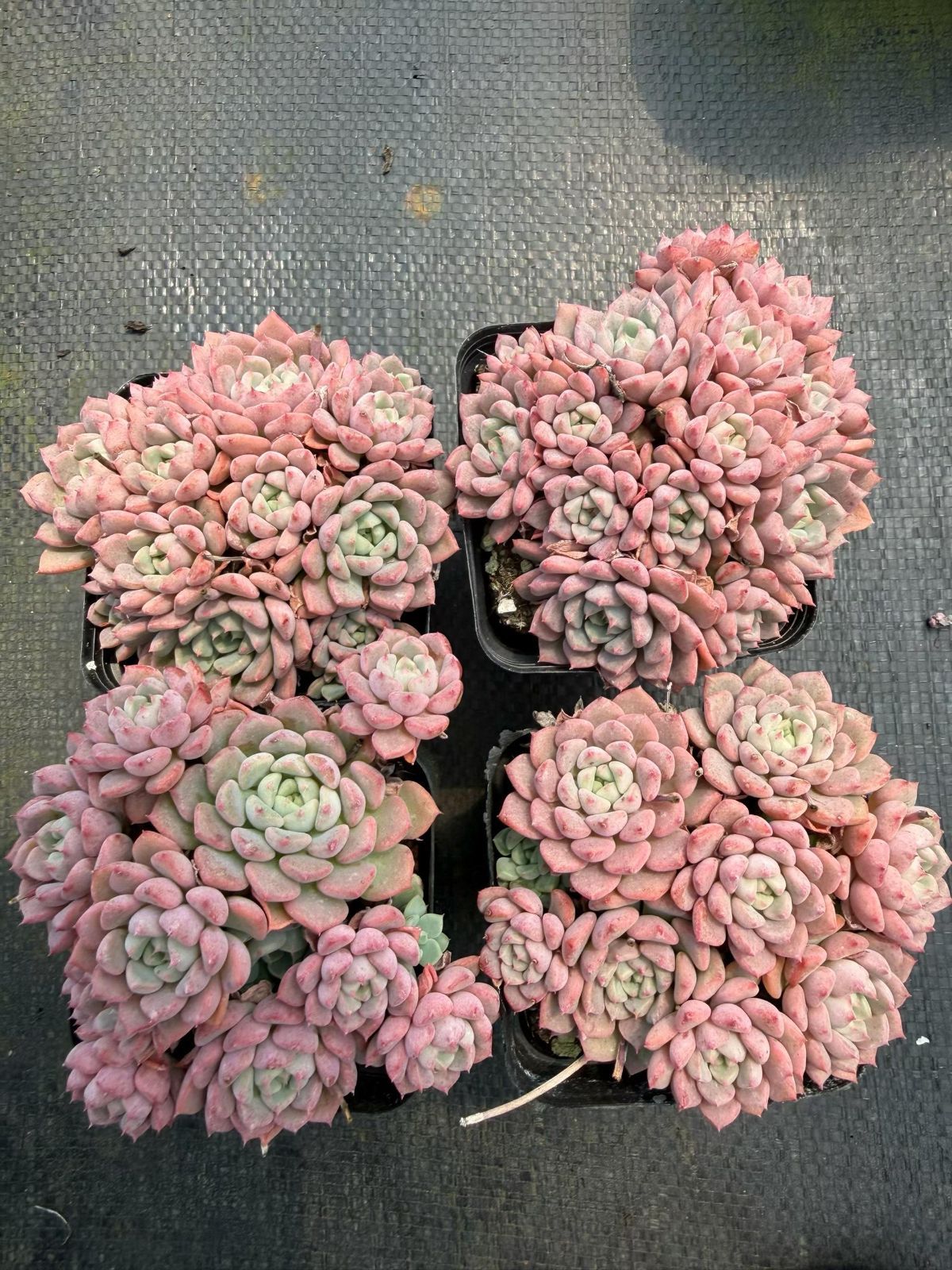新入荷 カワイイアワ×20株 Z6954抜き苗 多肉植物 詰め合わせ