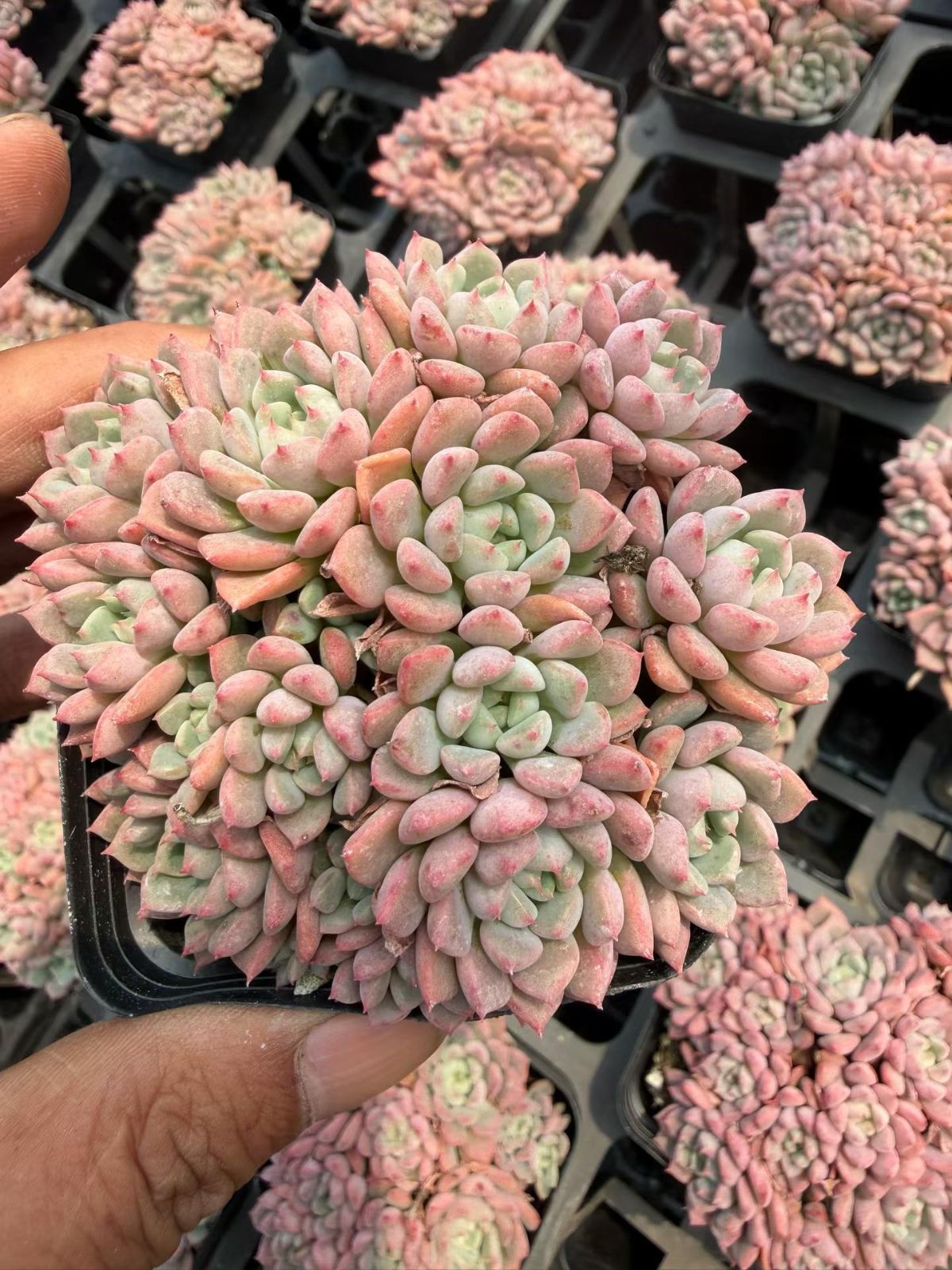 新入荷 カワイイアワ×20株 Z6954抜き苗 多肉植物 詰め合わせ