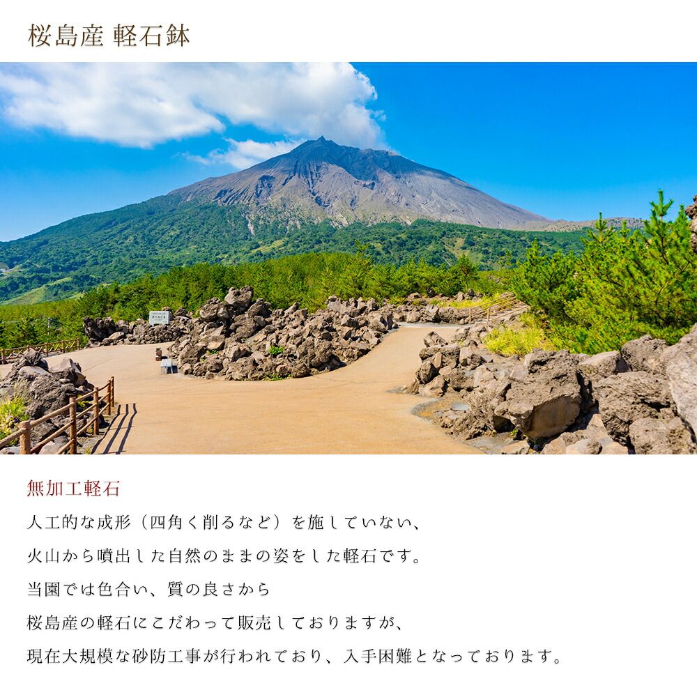 現物お届け【無加工軽石】 桜島産軽石（3個セット）盆栽鉢、苔盆栽