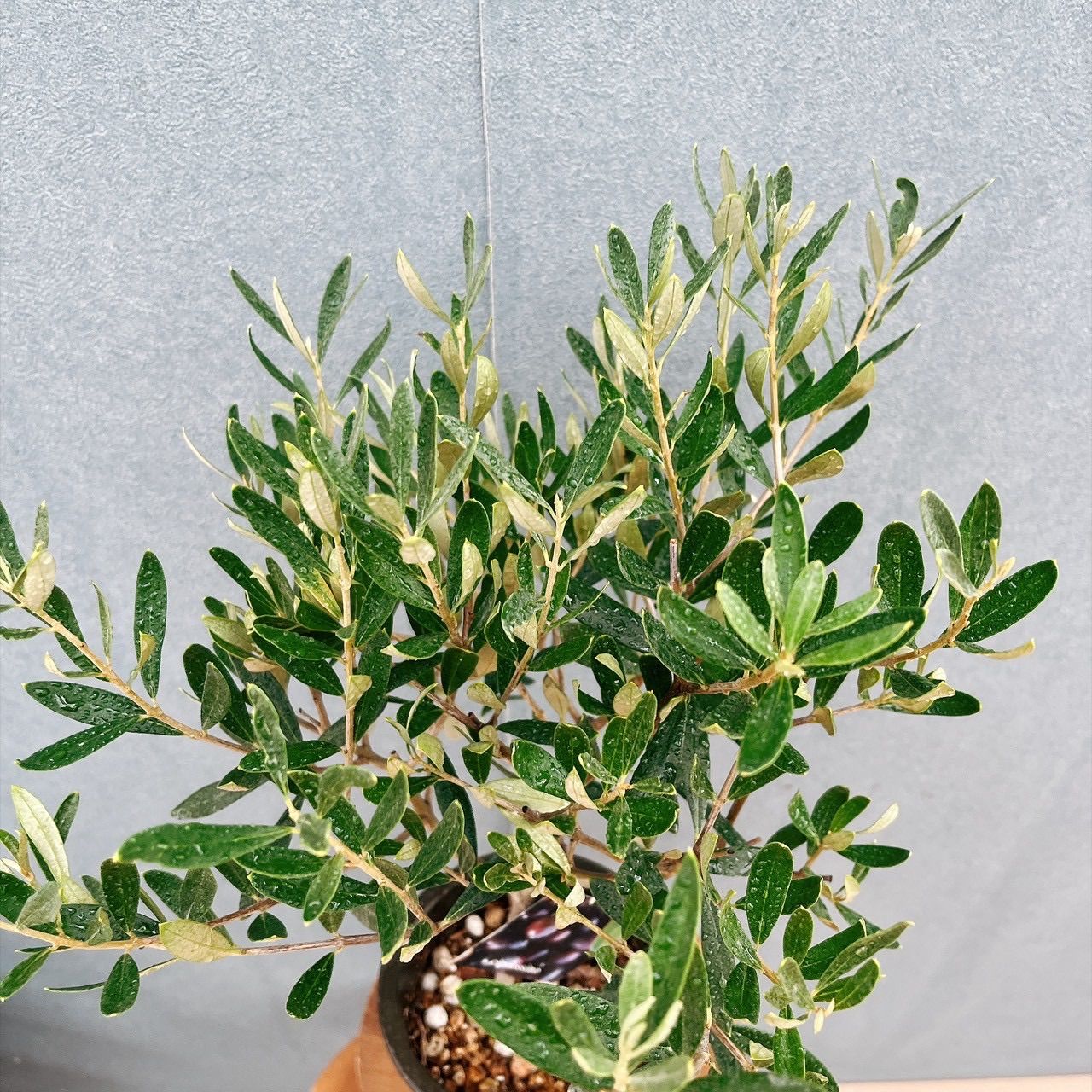 現品］♡かわいい♡ A34 創樹 オリーブ チプレッシーノ 4号 観葉植物