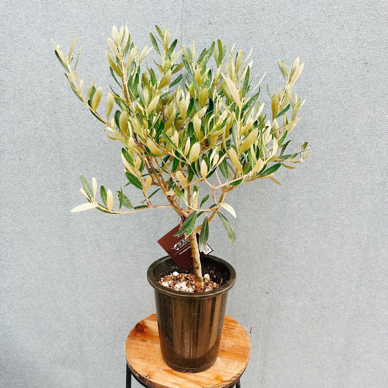 現品］♡かわいい♡ A34 創樹 オリーブ チプレッシーノ 4号 観葉植物
