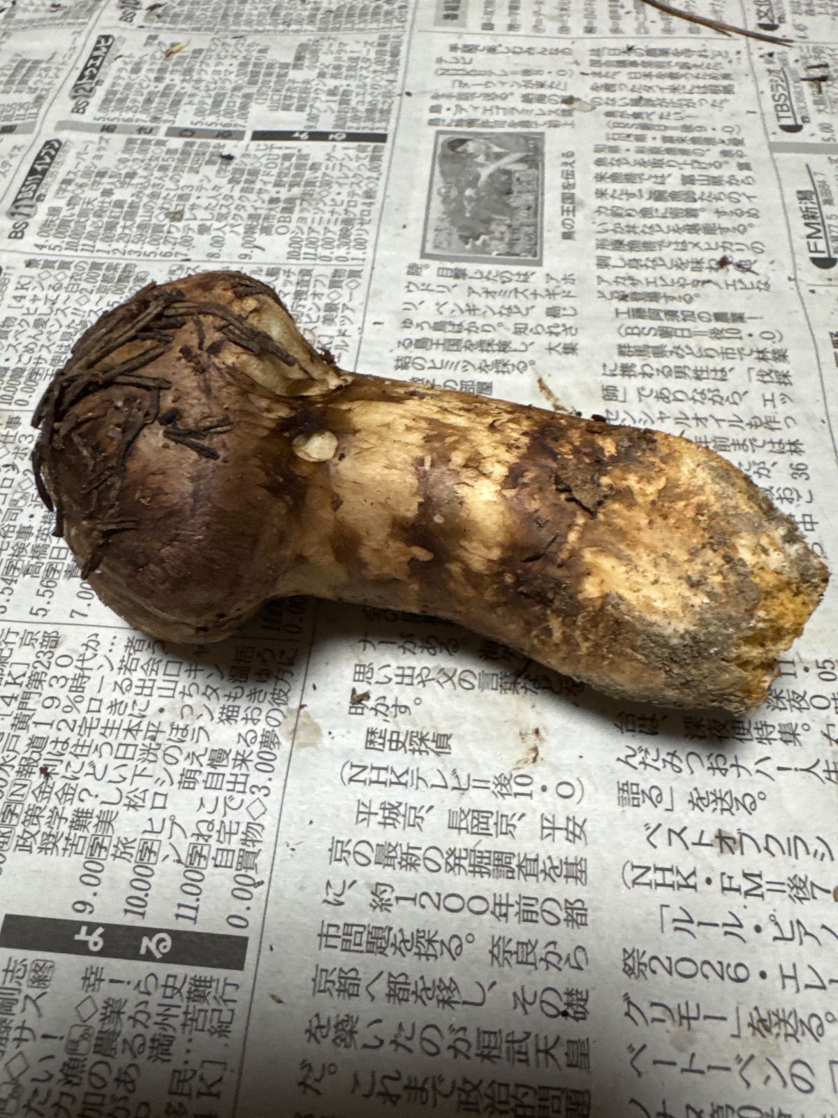 信州上伊那産天然松茸 214g 目立った傷や汚れなし - メルカリ