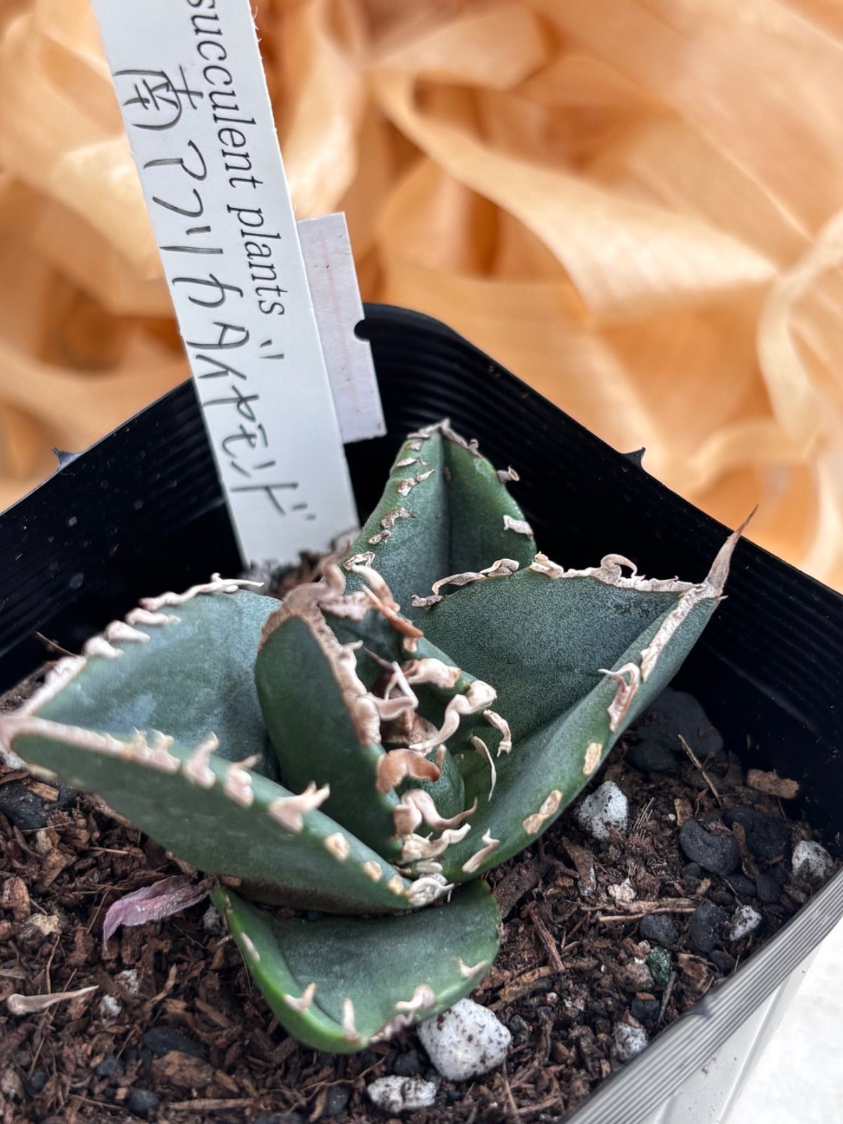 アガベ　南アフリカダイヤモンド　2頭　タグ付き　メルカリ便 多肉植物🌵南アフリカダイヤモンド アガベ🌵発根まち中 - メルカリ
