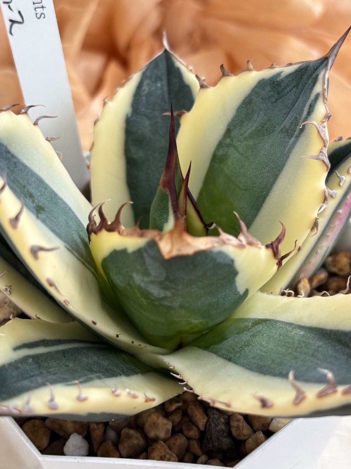 多肉植物🌵スナグルトゥース アガベ🌵抜き苗 - メルカリ