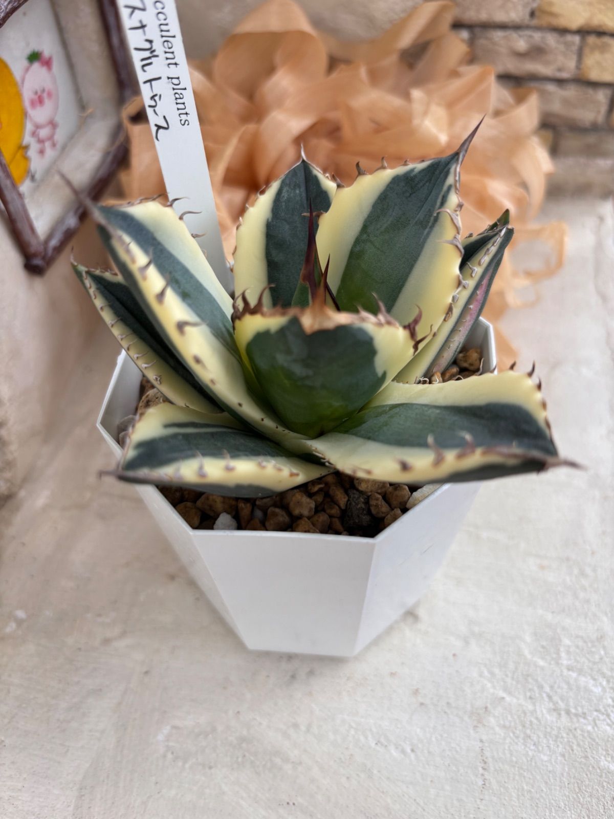 多肉植物🌵スナグルトゥース アガベ🌵抜き苗 - メルカリ
