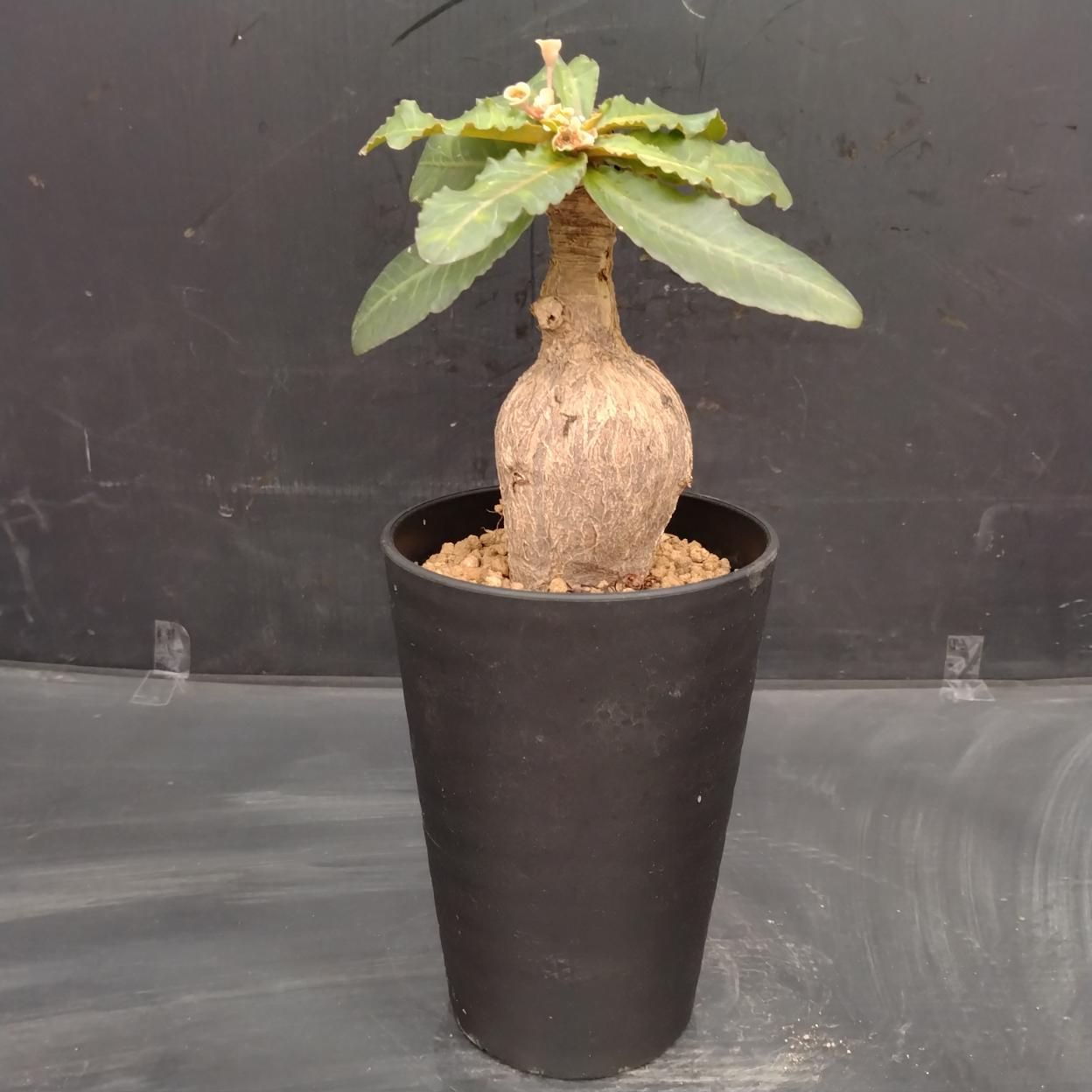 B481 「塊根植物」ユーフォルビア スバポーダ 植え【発根未確認