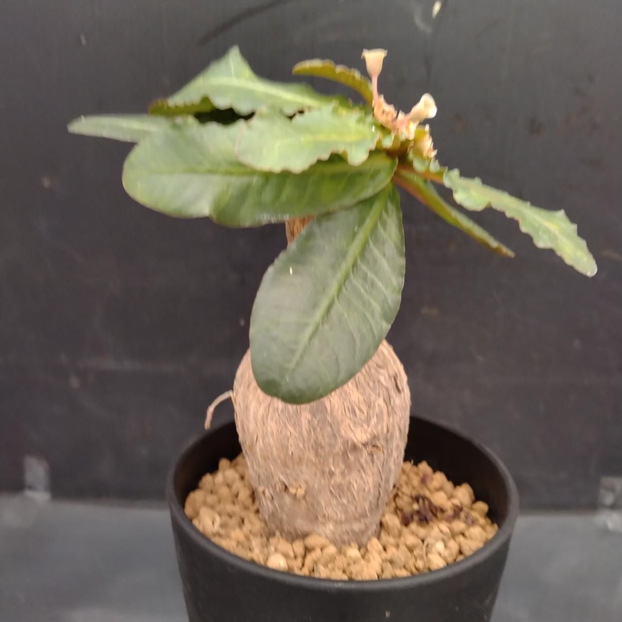 B481 「塊根植物」ユーフォルビア スバポーダ 植え【発根未確認