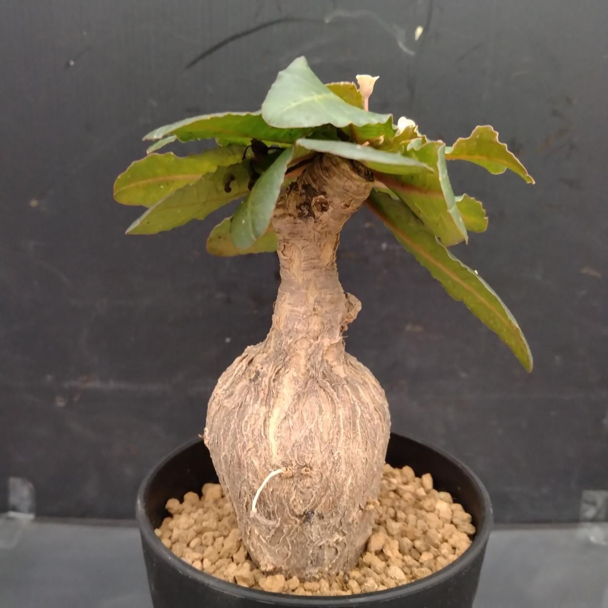 B481 「塊根植物」ユーフォルビア スバポーダ 植え【発根未確認