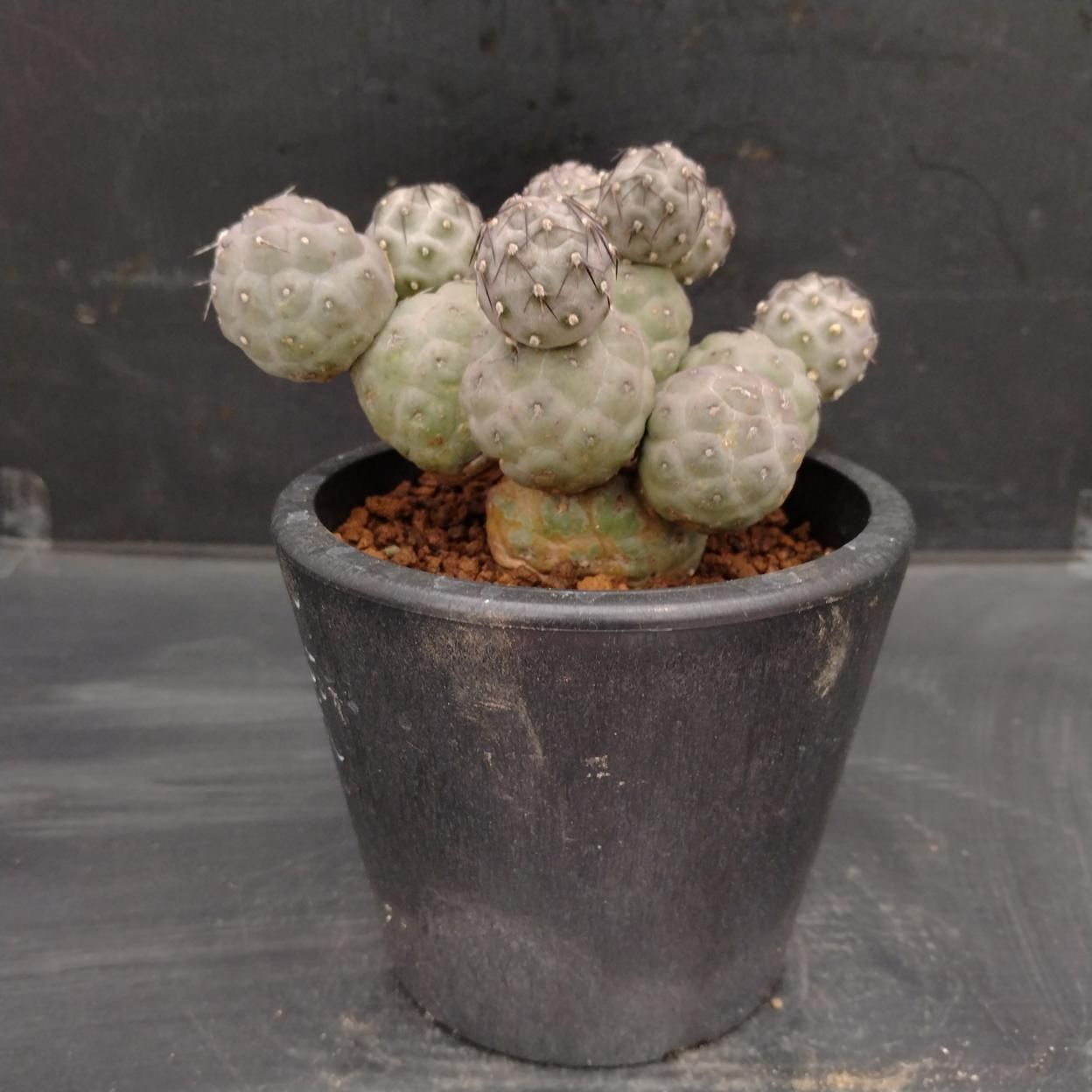 B483 「多肉植物」テフロカクタス ゲオメトリクス多頭 植え【発根