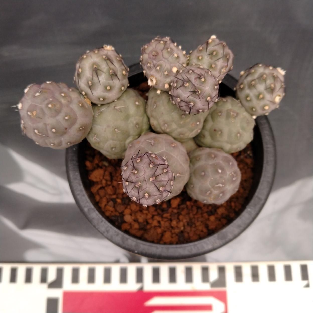 B483 「多肉植物」テフロカクタス ゲオメトリクス多頭 植え【発根