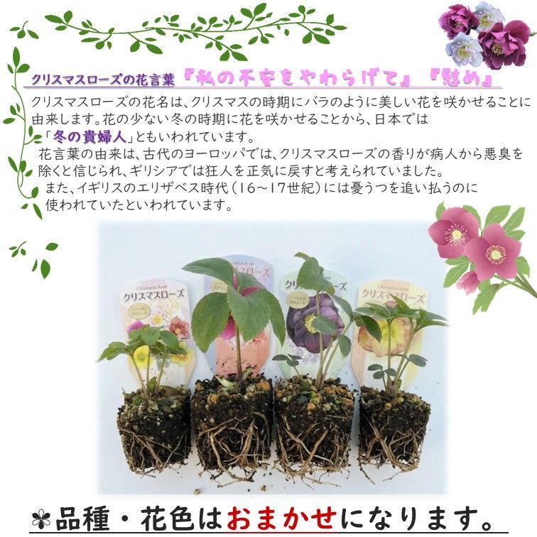 クリスマスローズ ⁠🌸八重咲き 3号苗🌸 抜き苗2個セット 発根済 花色