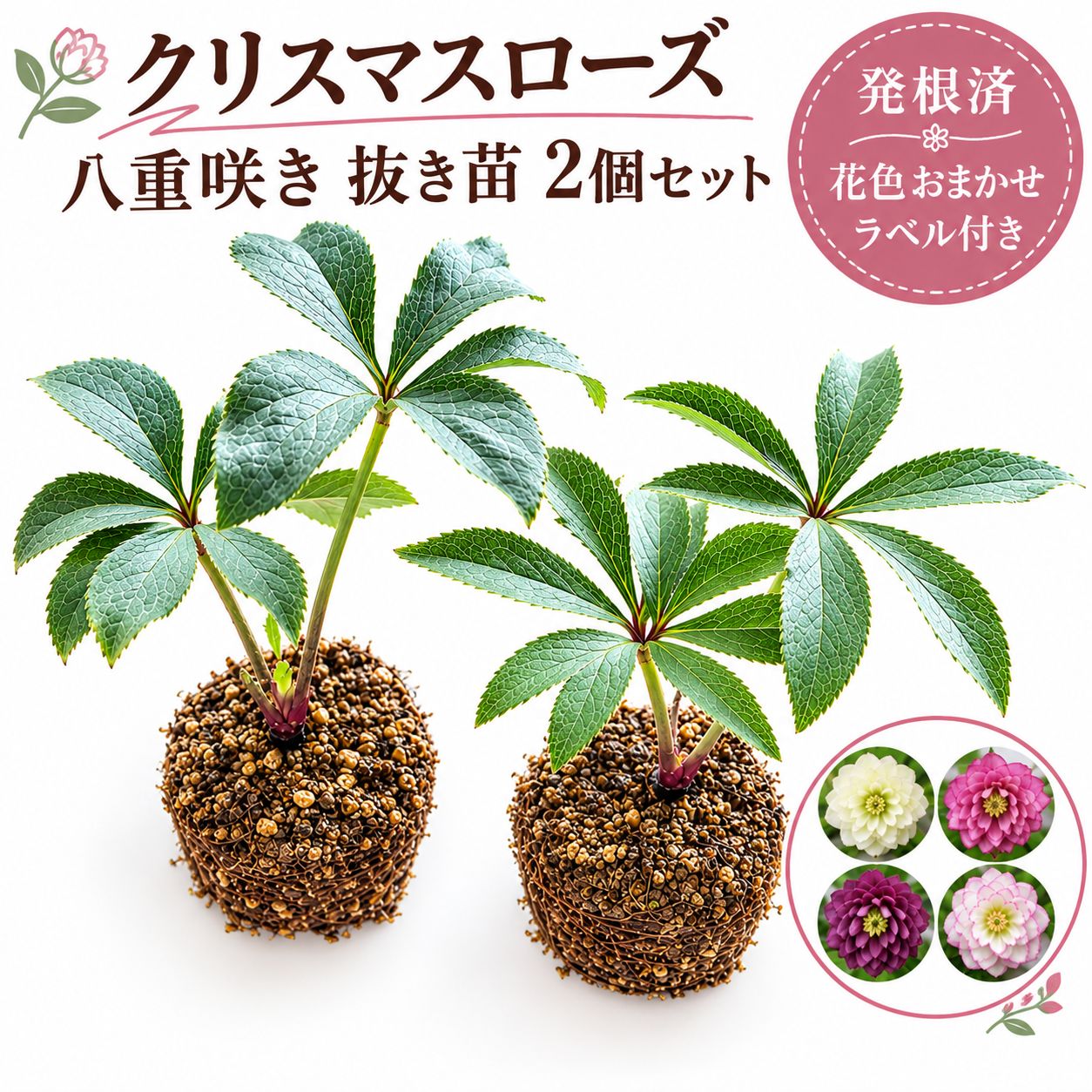 クリスマスローズ ⁠🌸八重咲き 3号苗🌸 抜き苗2個セット 発根済 花色