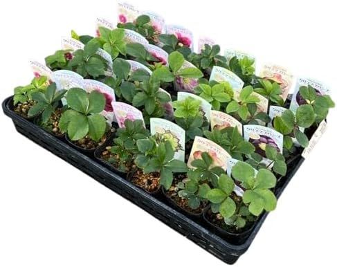 クリスマスローズ ⁠🌸八重咲き 3号苗🌸 抜き苗2個セット 発根済 花色