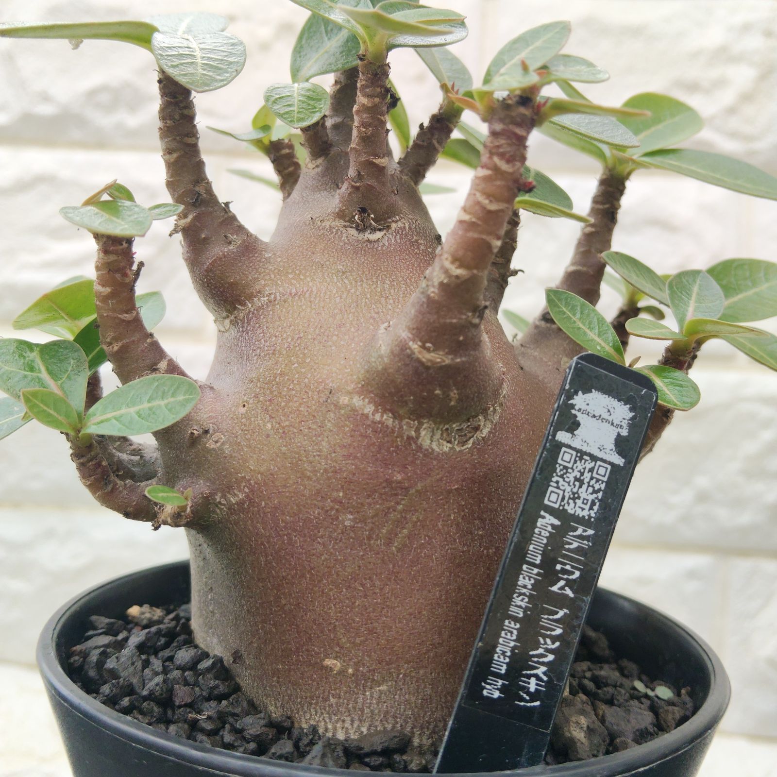 a13 アデニウム ドワーフ ブラックスキン カラメー 塊根植物
