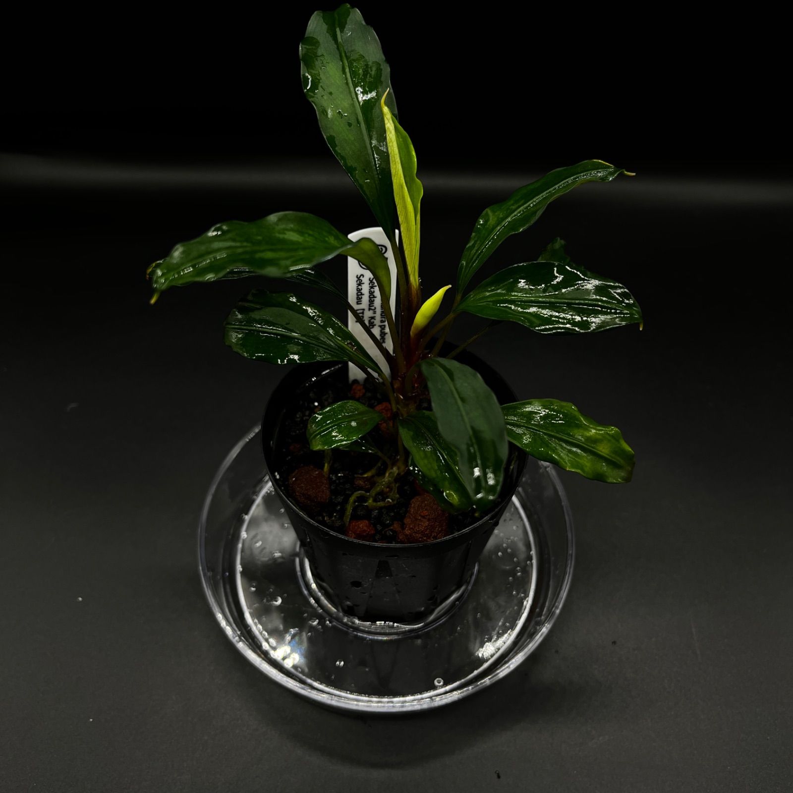Bucephalandra pubes 