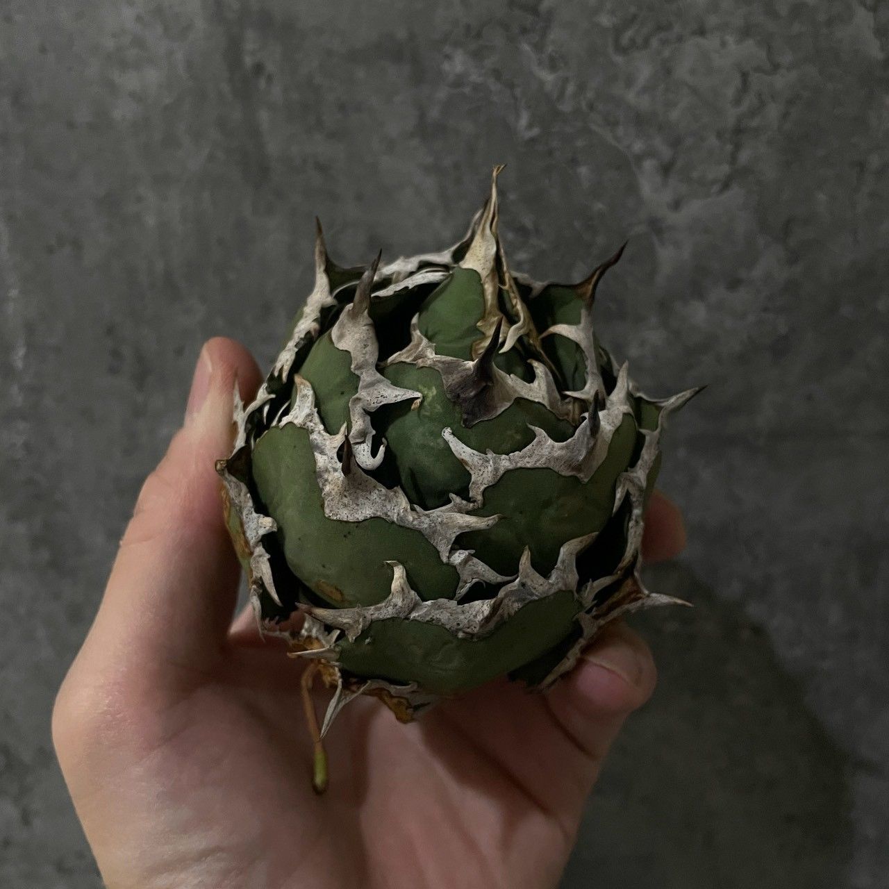 S級！！希少品種！】アガベ チタノタ Agave titanota｜極上ボール