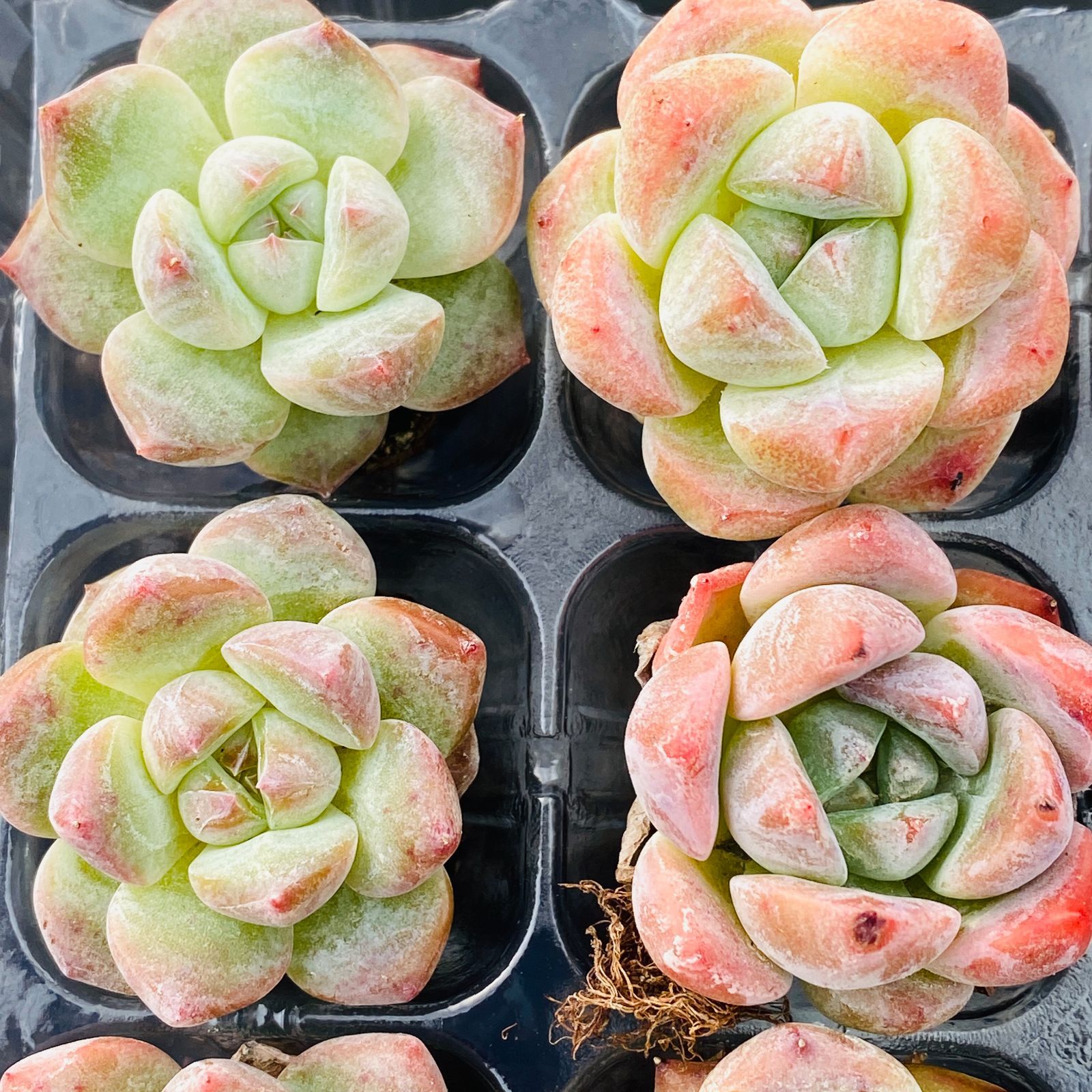 新入荷 ストロベリーボボ 鮮やかな16苗セット 土と根付き 第四種郵便で