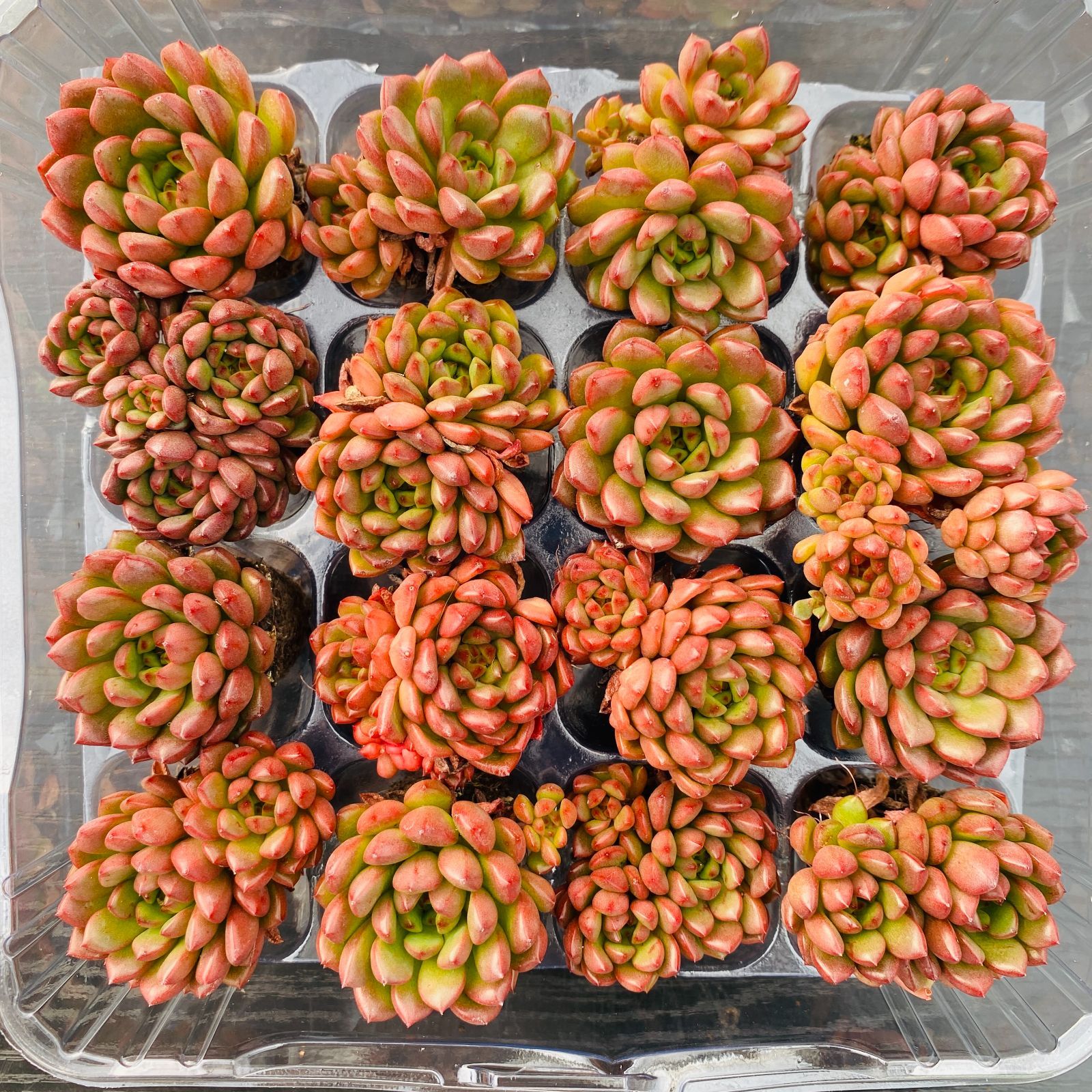 新入荷 ルビー 鮮やかな16苗セット 土と根付き 第四種郵便で発送 多肉