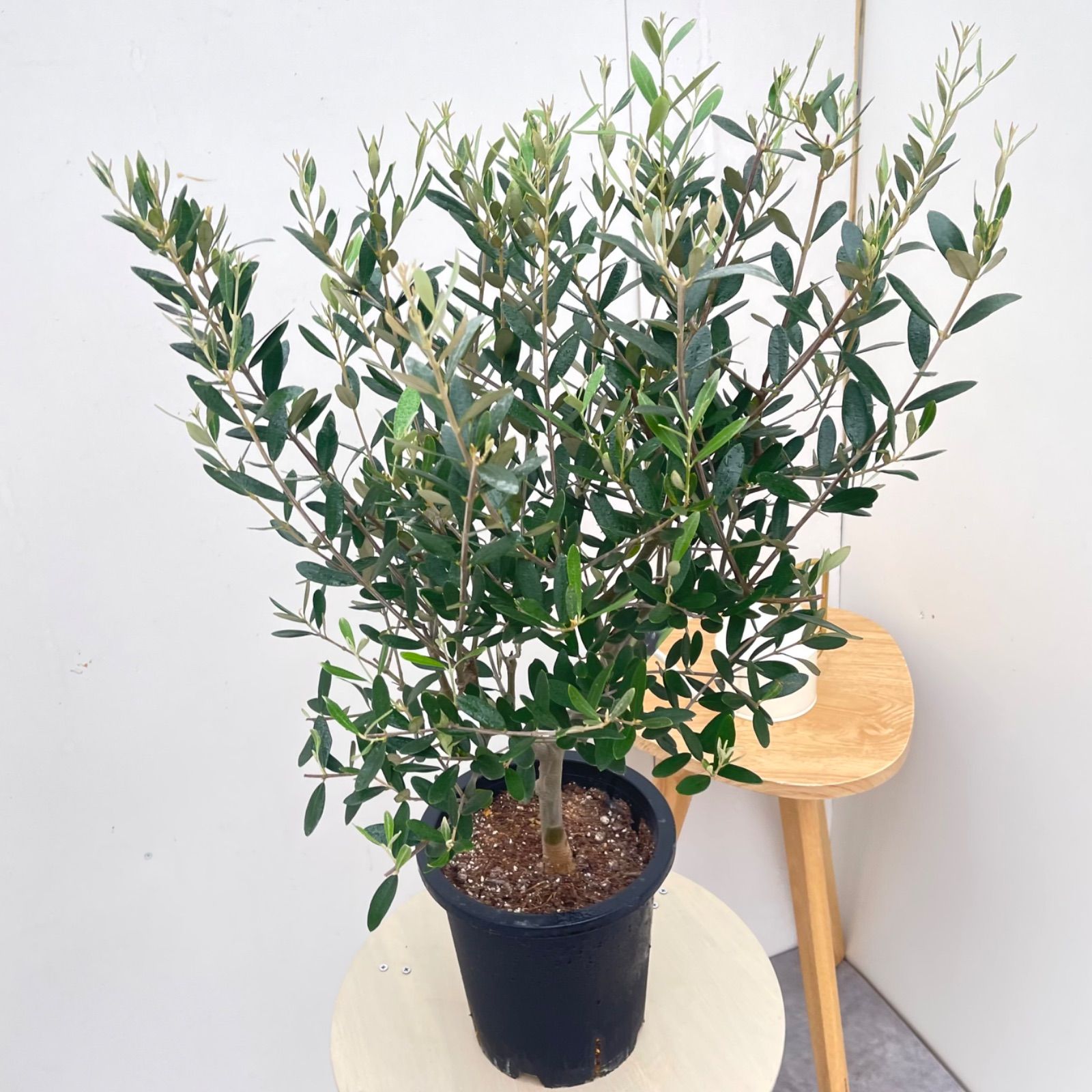 観葉植物 オリーブの木【ミッション】創樹SOUJU‼️個性的樹形！高さ70◎