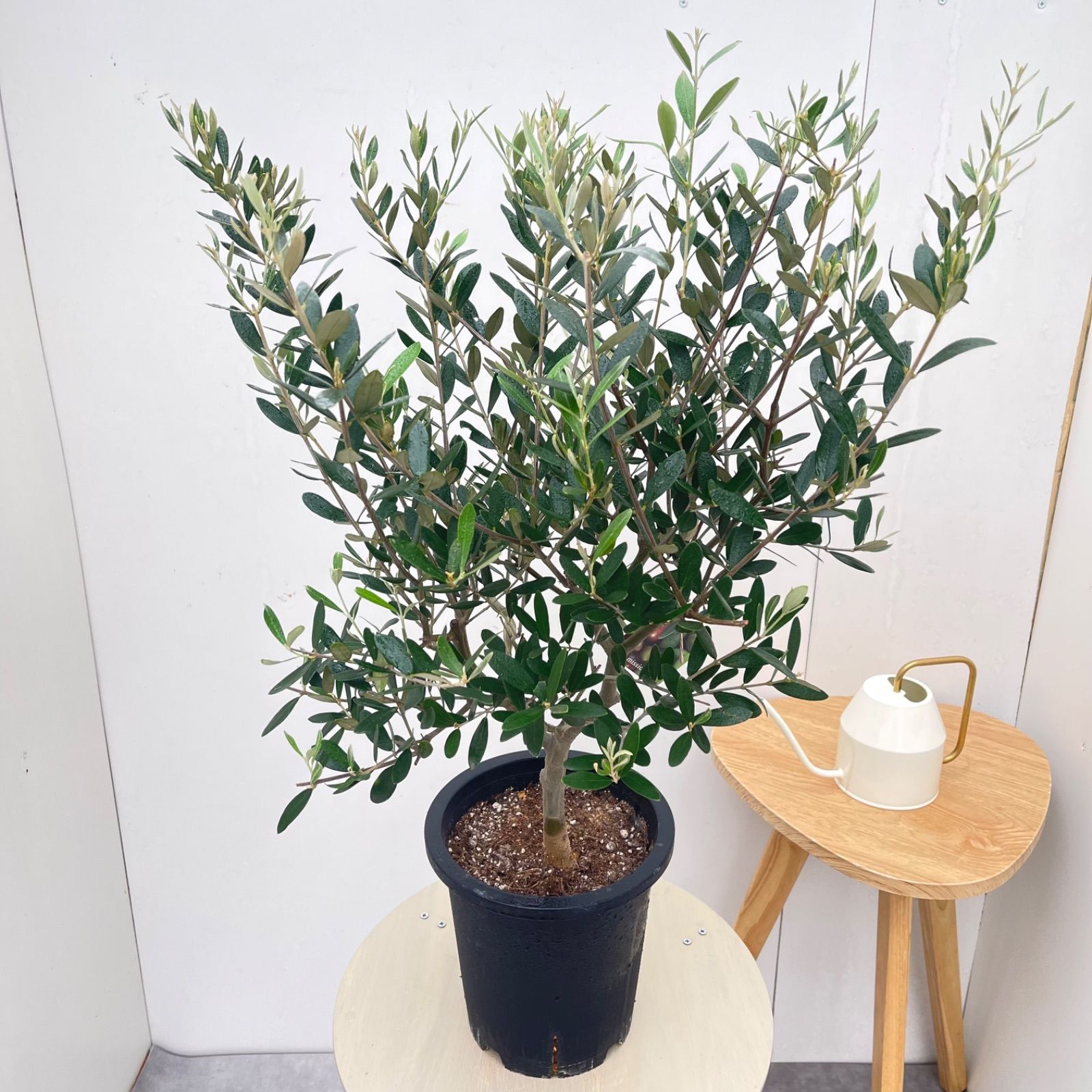 オリーブ ミッション 3【現品】観葉植物 創樹 SOUJU 7号 - メルカリ