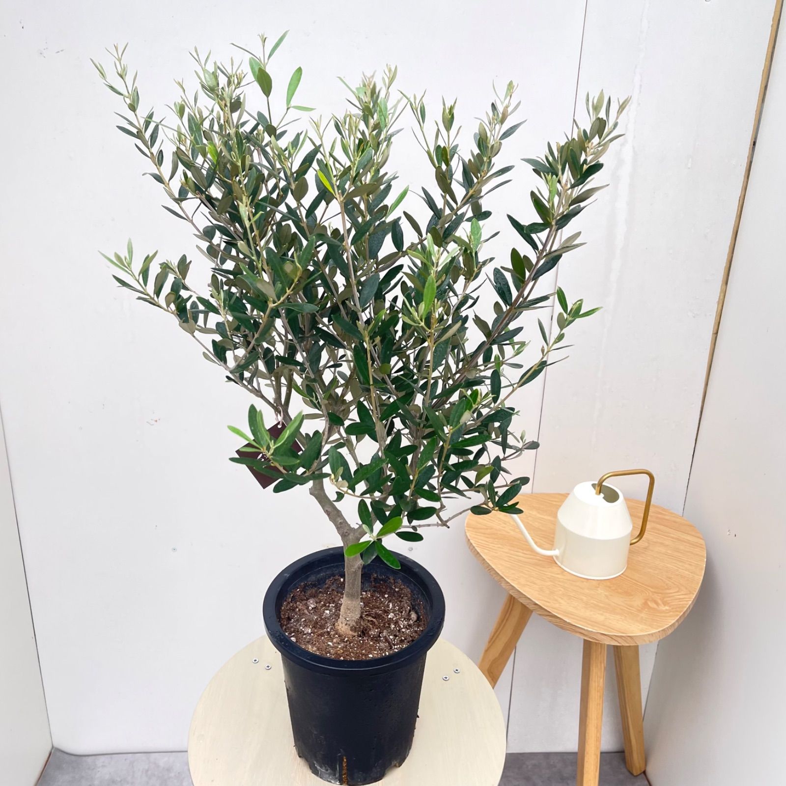 オリーブ ミッション 3【現品】観葉植物 創樹 SOUJU 7号 - メルカリ