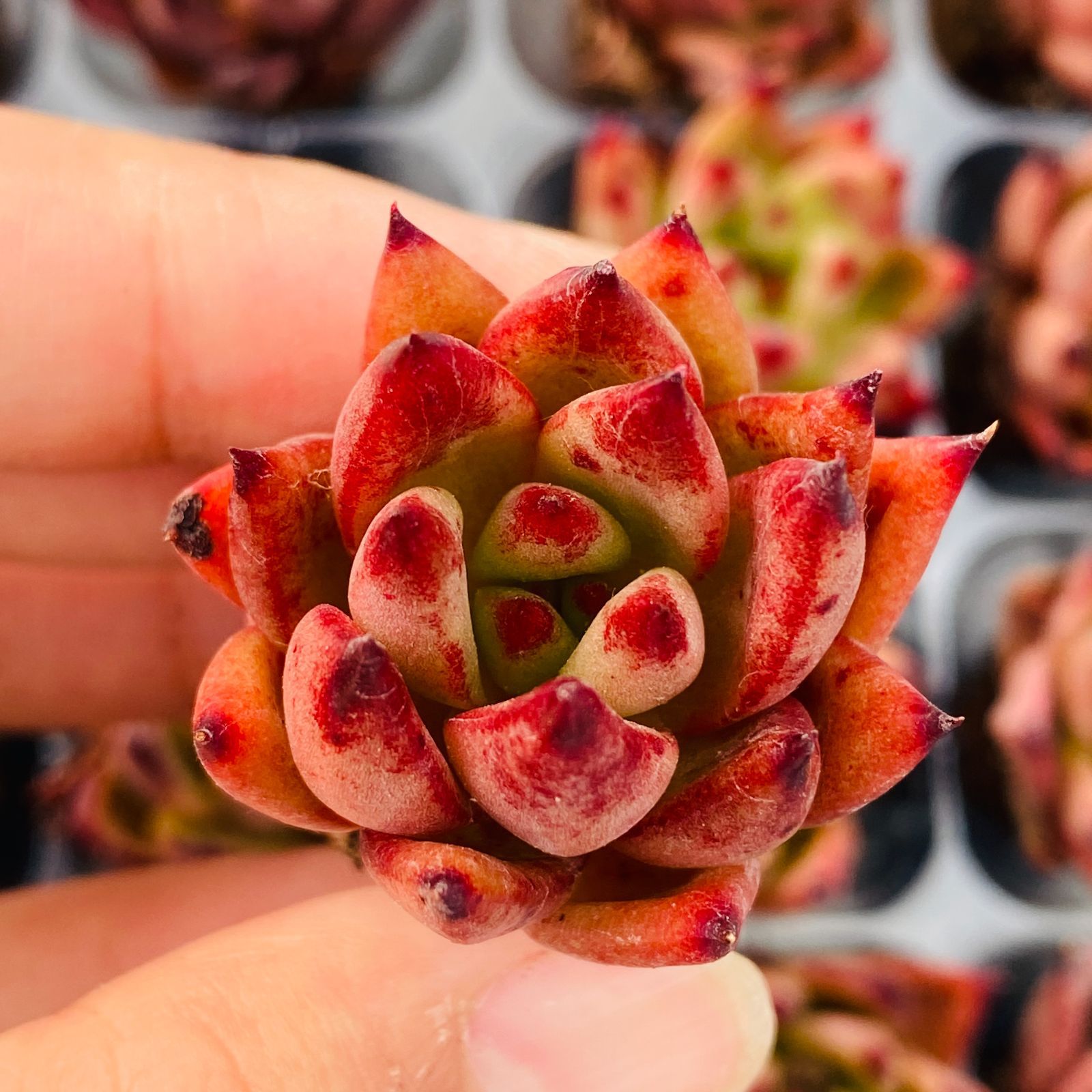 多肉植物 XP0094 ケツラ 16苗 土根付き 第四種郵便で発送 エケベリア