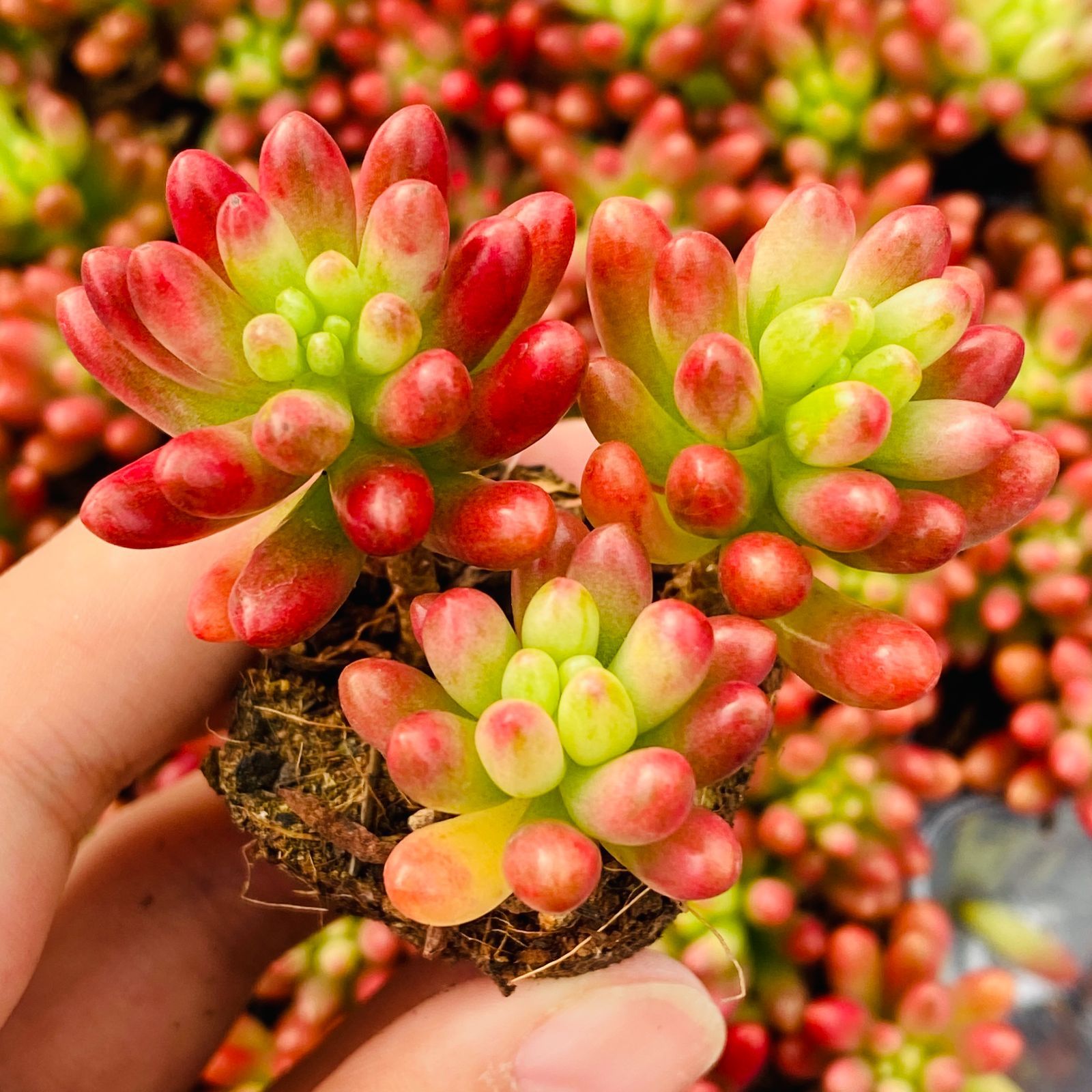 多肉植物 XP0090 ニジノタマニシキ 16苗 土根付き 第四種郵便で発送