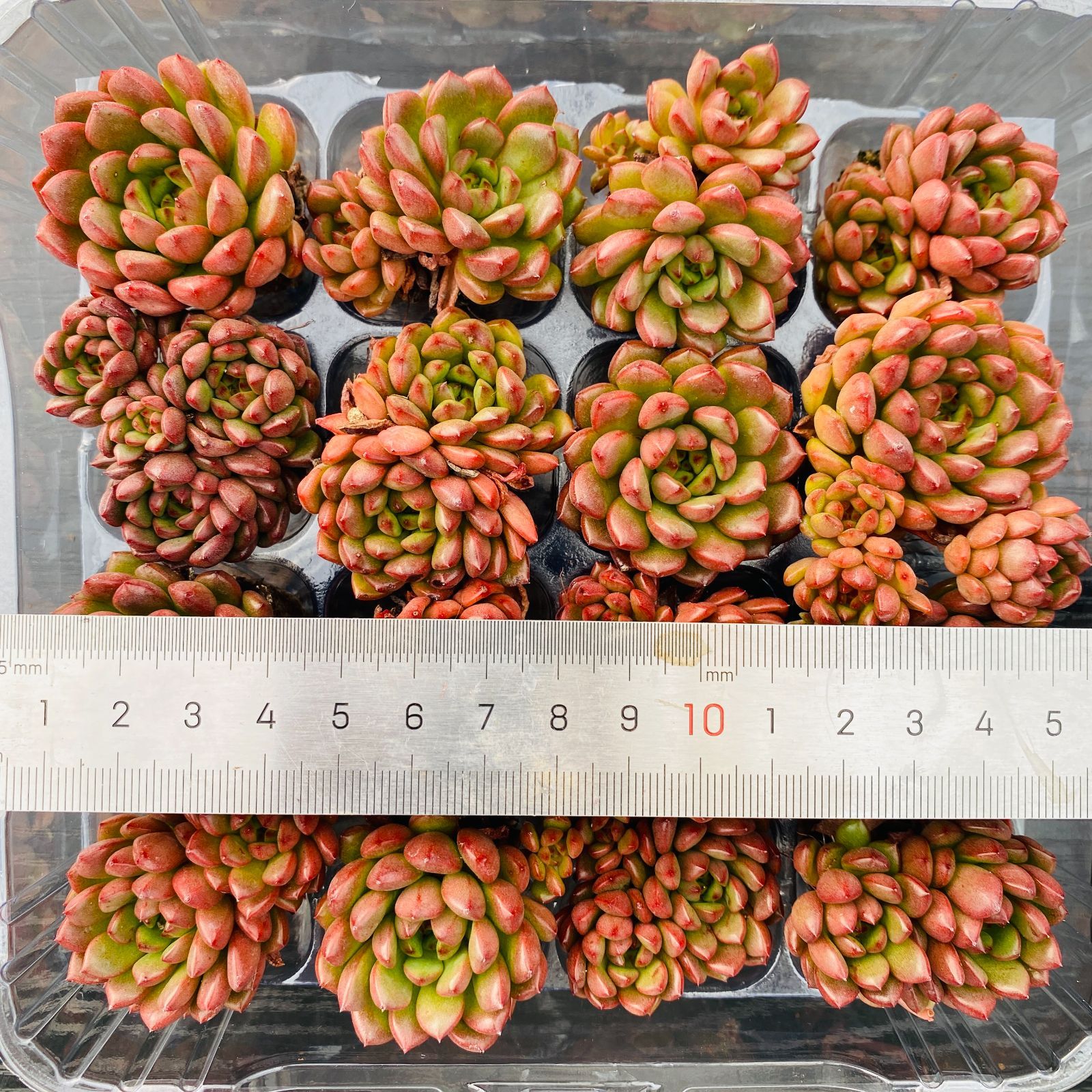 多肉植物 XP0101 ルビー 16苗 土根付き 第四種郵便で発送 エケベリア