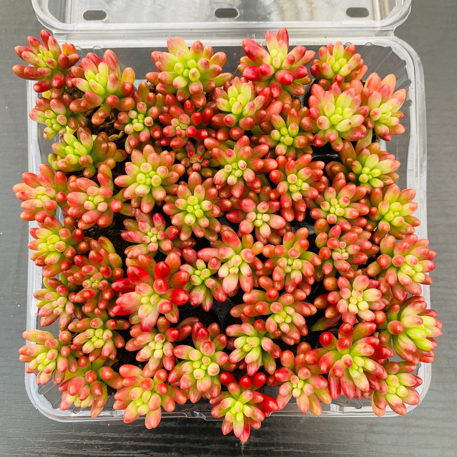 多肉植物 XP0090 ニジノタマニシキ 16苗 土根付き 第四種郵便で発送