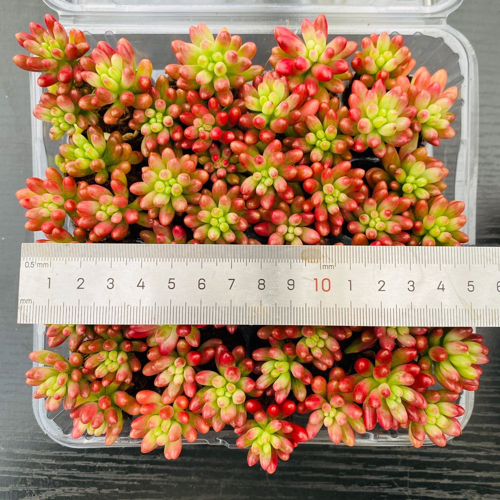 多肉植物 XP0090 ニジノタマニシキ 16苗 土根付き 第四種郵便で発送
