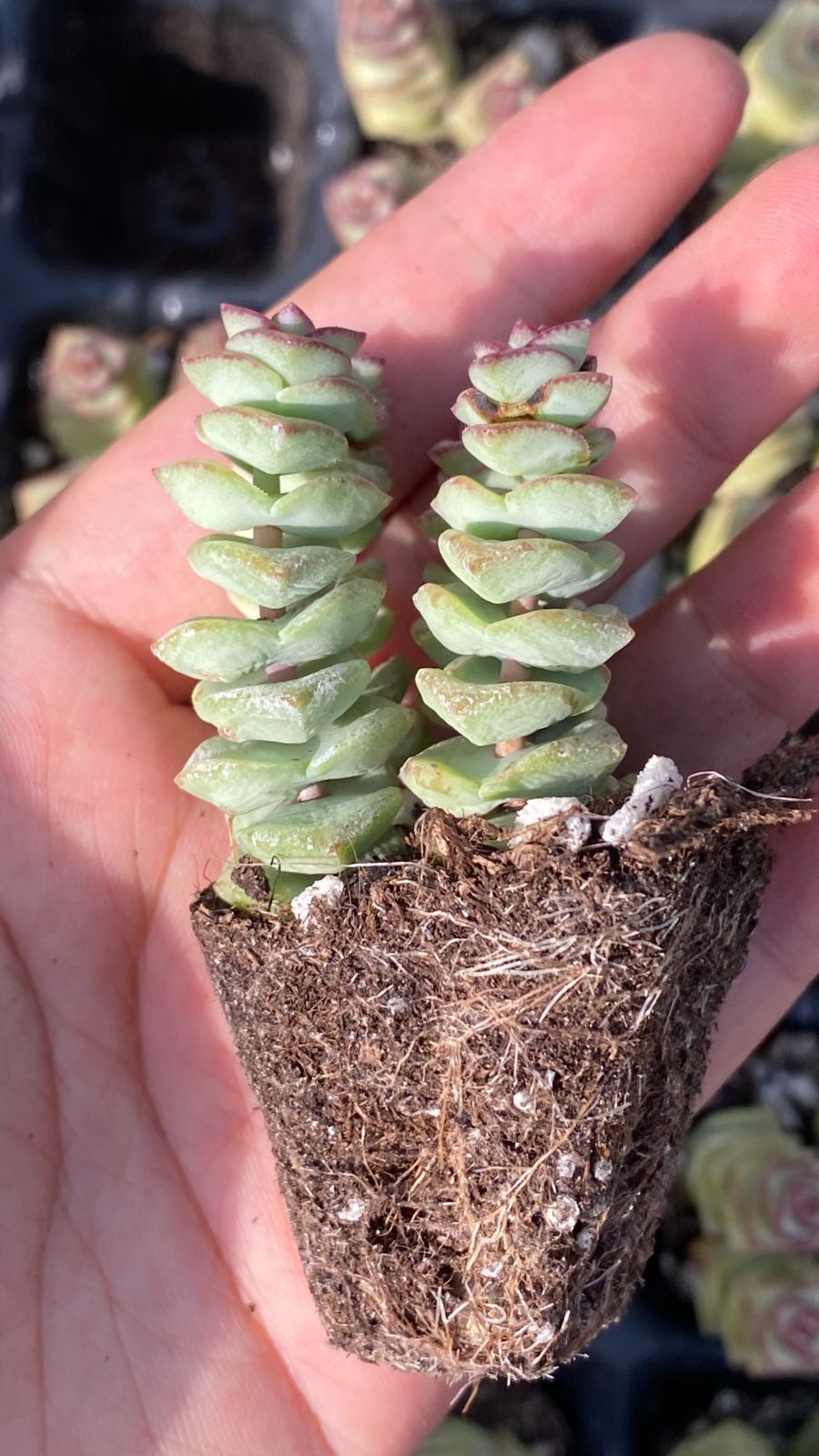 新入荷ゼニツナギ×72苗 X1395土付き 多肉植物 詰め合わせ アエオニウム
