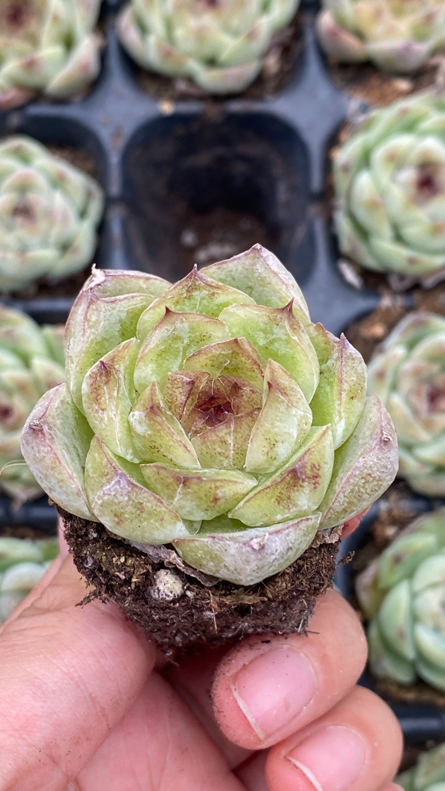 新入荷ムラサキクリスタル×72苗 X1379土付き 多肉植物 詰め合わせ
