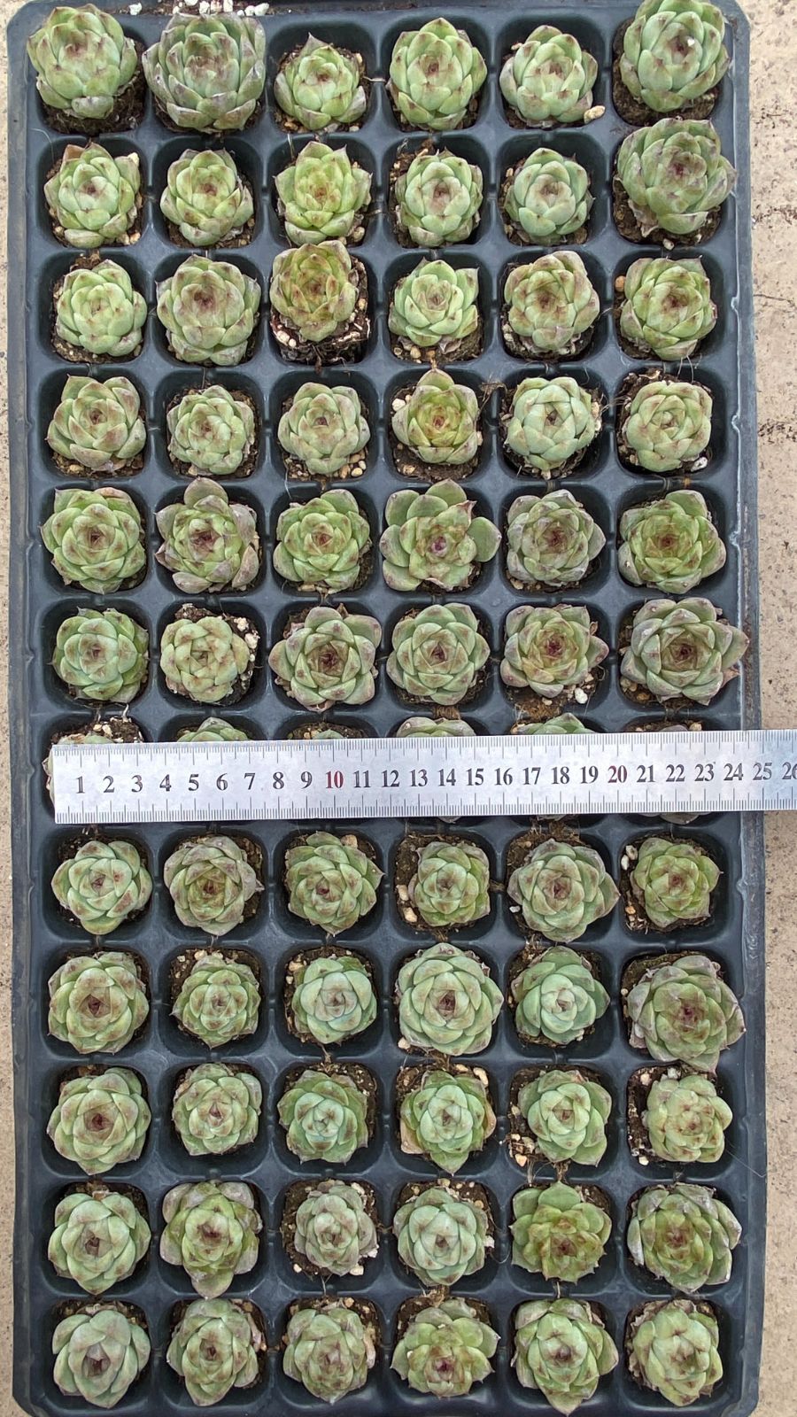 新入荷ムラサキクリスタル×72苗 X1379土付き 多肉植物 詰め合わせ