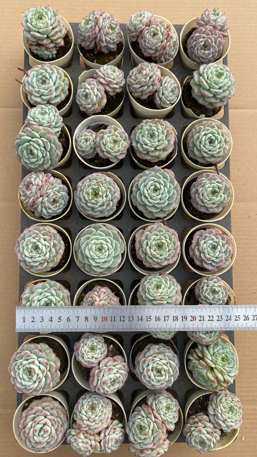 新入荷 ビロード×28株 Z6964抜き苗 多肉植物 詰め合わせ アエオニウム