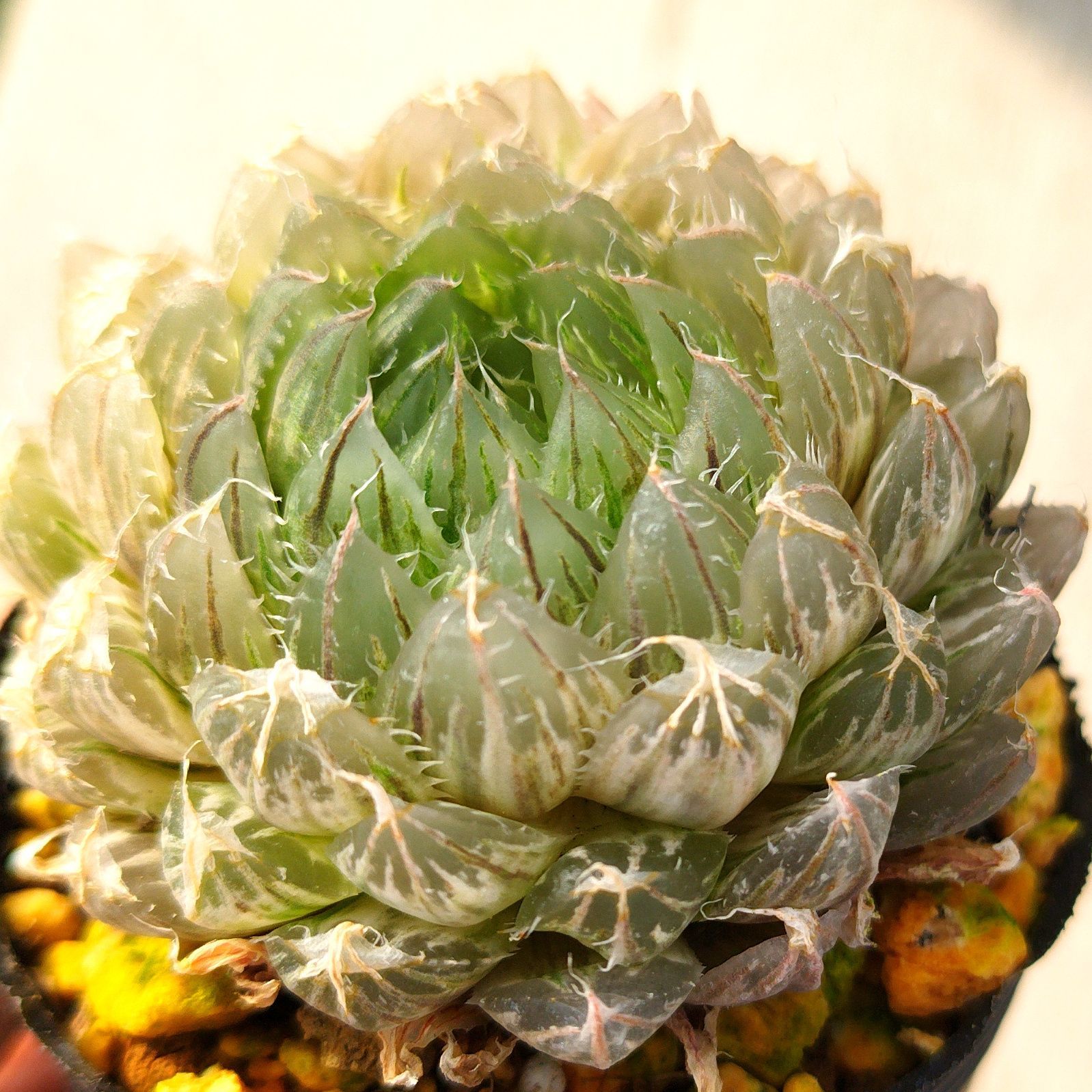 多肉植物 ハオルチア エメラルドled錦 抜き苗 - メルカリ