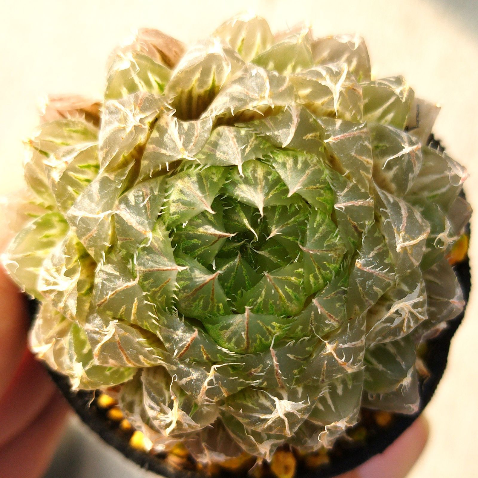 多肉植物 ハオルチア エメラルドled錦 抜き苗 - メルカリ