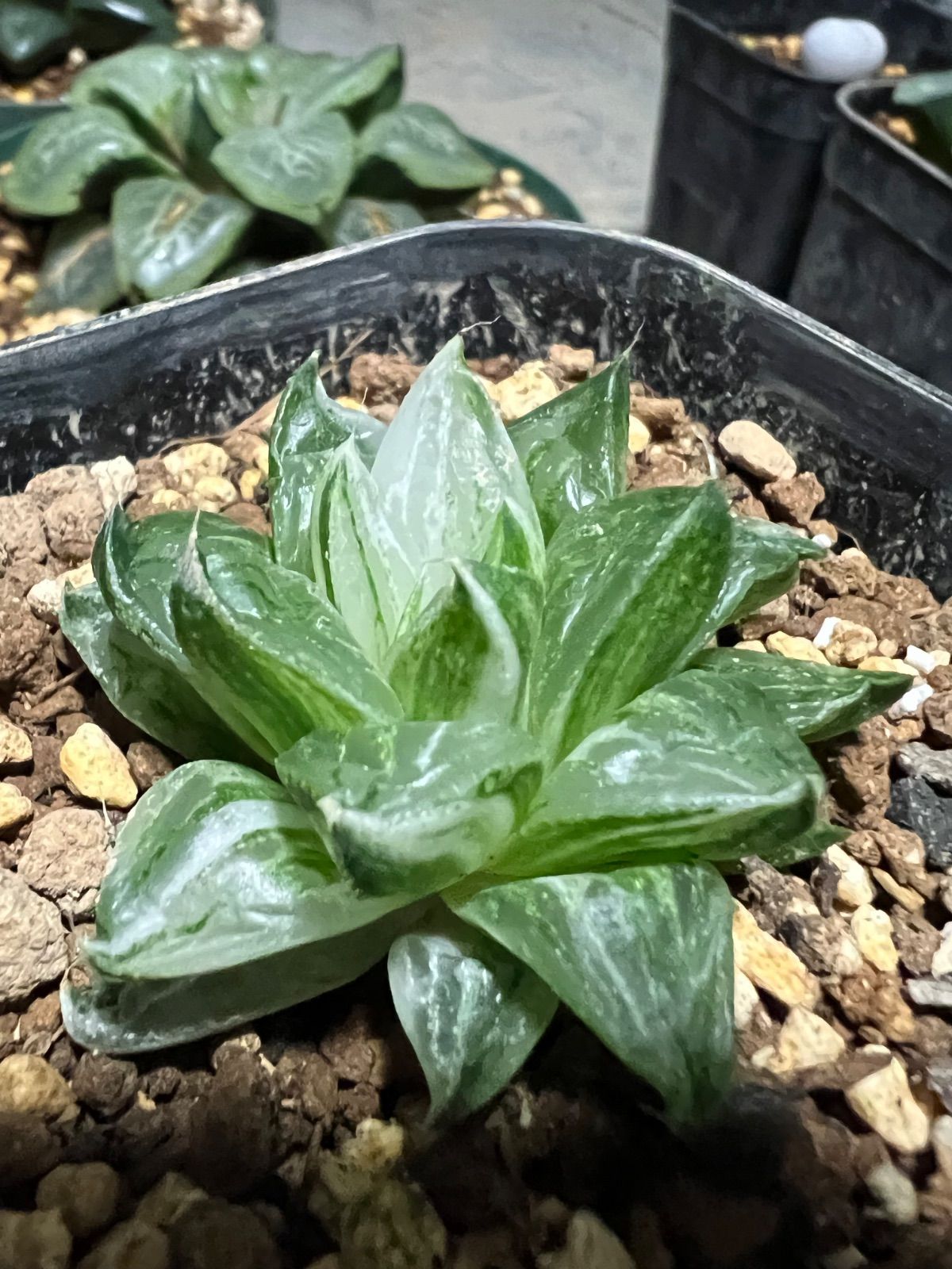 多肉植物ハオルチア氷砂糖錦 - メルカリ