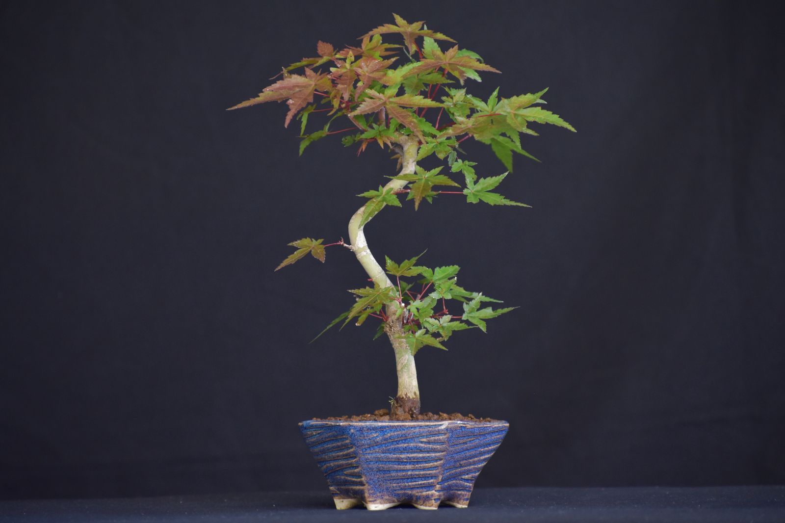 出猩々もみじ】 赤い芽出しが人気の品種 樹高22cm 動きのある幹