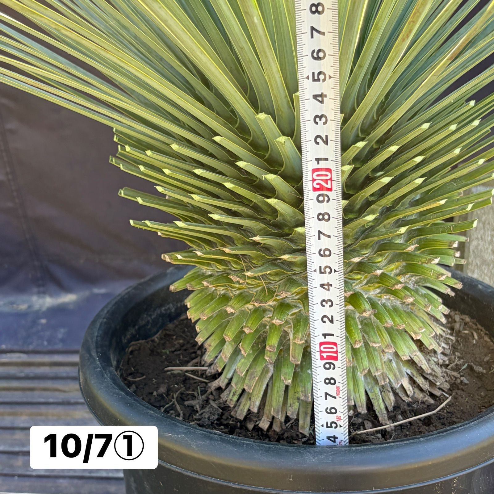 ユッカ・ロストラータ【10/7①】鉢入り 観葉植物 ドライガーデン