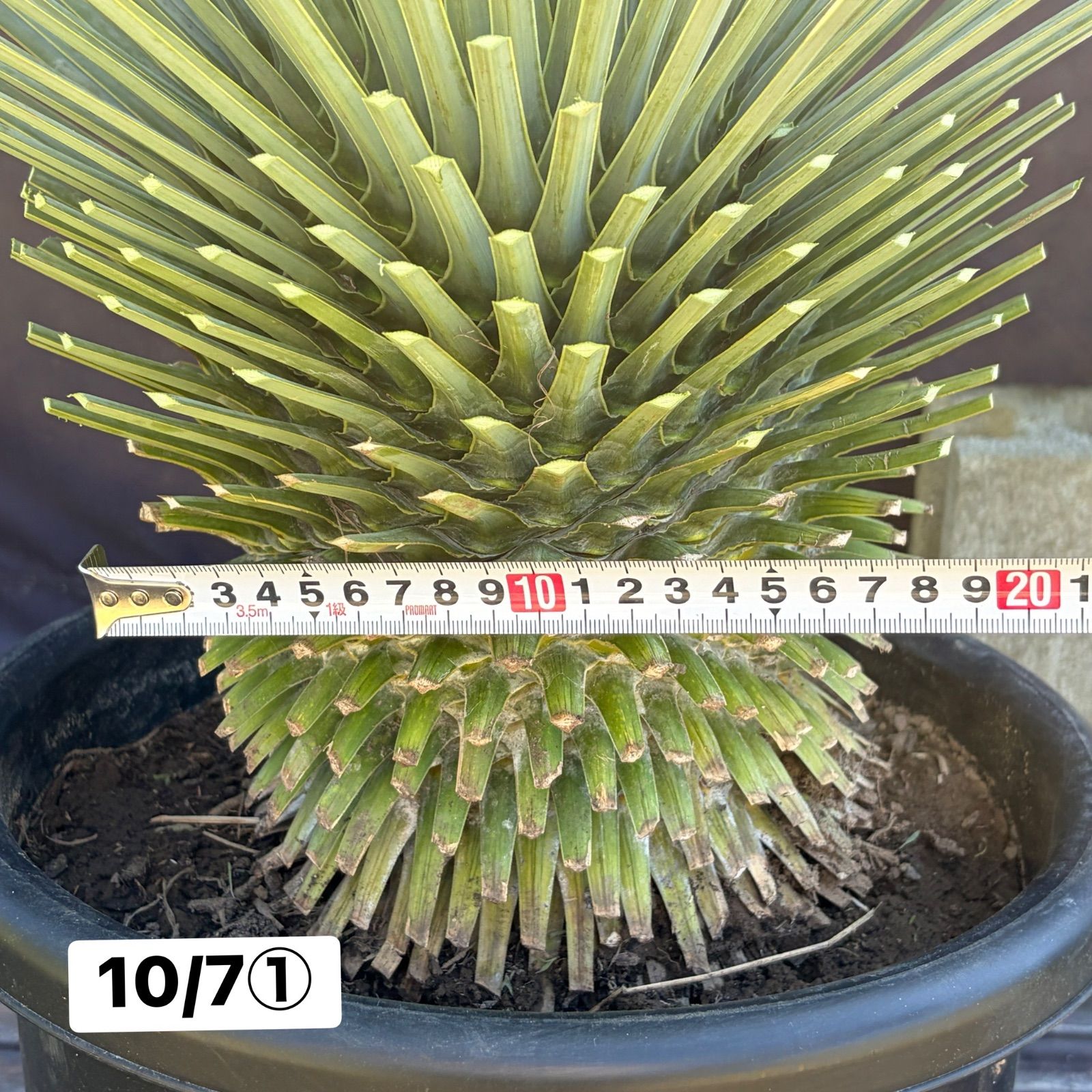 ユッカ・ロストラータ【10/7①】鉢入り 観葉植物 ドライガーデン