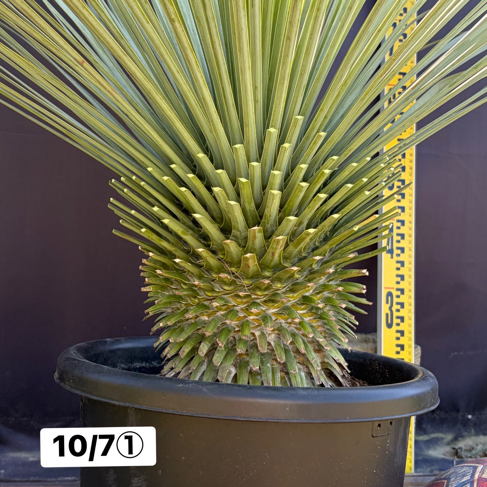 ユッカ・ロストラータ【10/7①】鉢入り 観葉植物 ドライガーデン