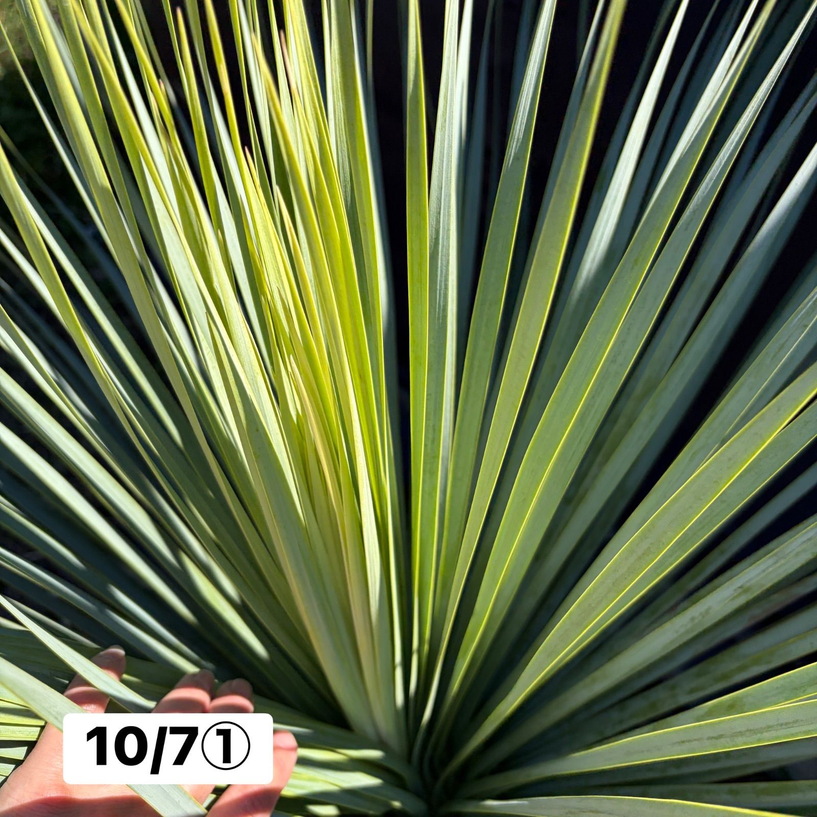 ユッカ・ロストラータ【10/7①】鉢入り 観葉植物 ドライガーデン