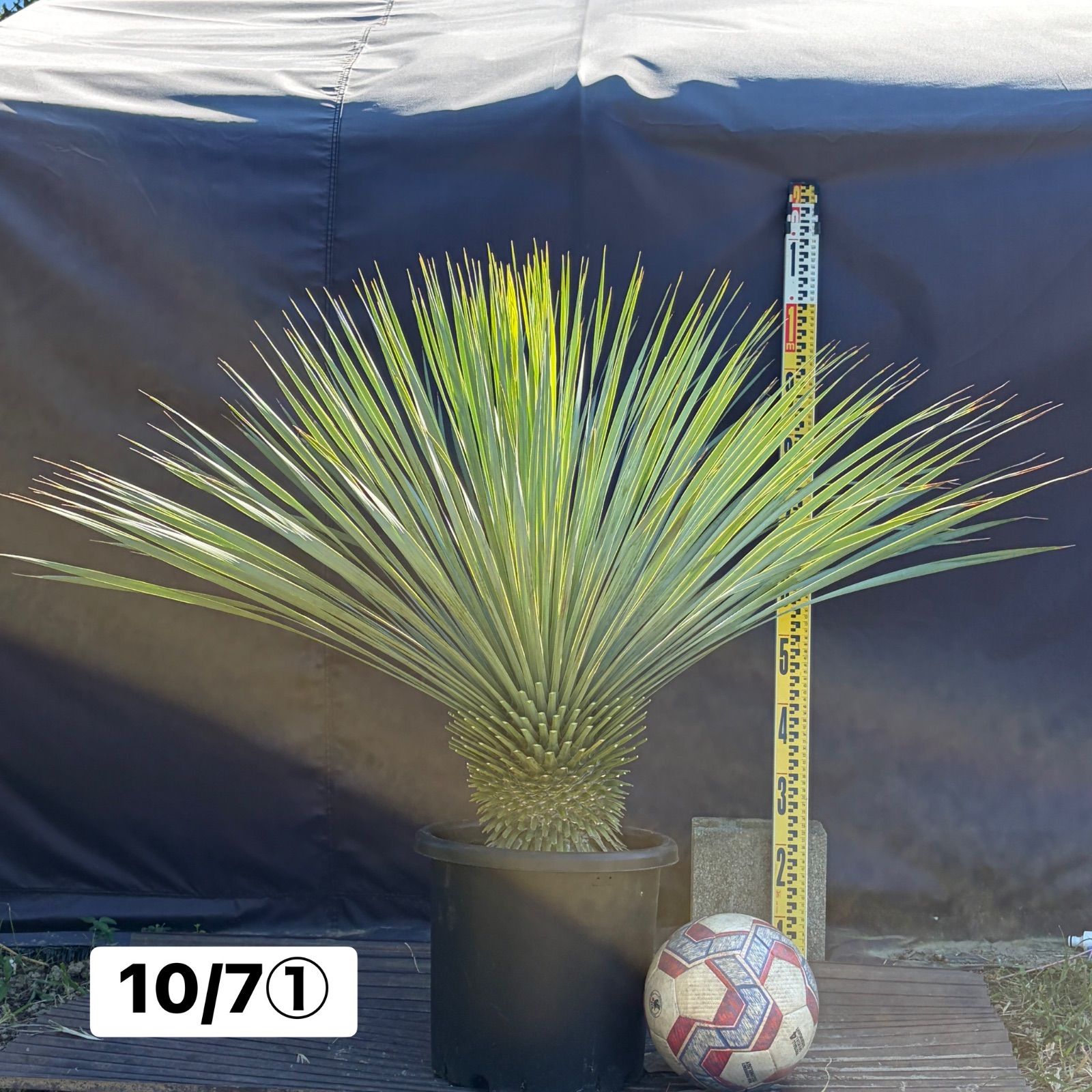 ユッカ・ロストラータ【10/7①】鉢入り 観葉植物 ドライガーデン