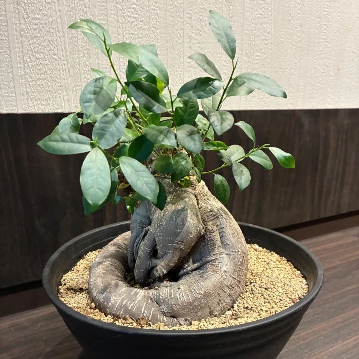 ガジュマル 多幸の木 大株 塊根 11号鉢 - メルカリ