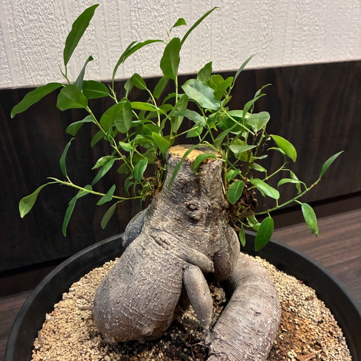 ガジュマル 多幸の木 大株 塊根 11号鉢 - メルカリ