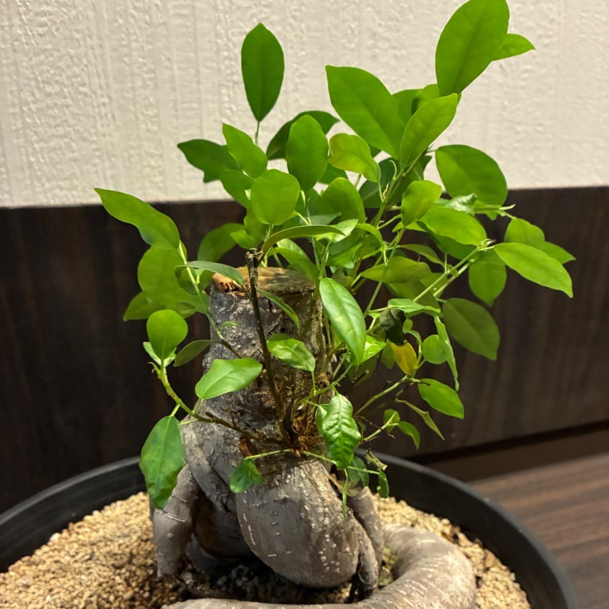 ガジュマル 多幸の木 大株 塊根 11号鉢 - メルカリ
