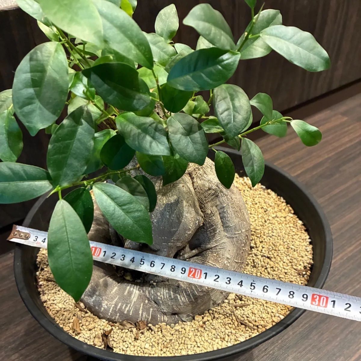 ガジュマル 多幸の木 大株 塊根 11号鉢 - メルカリ