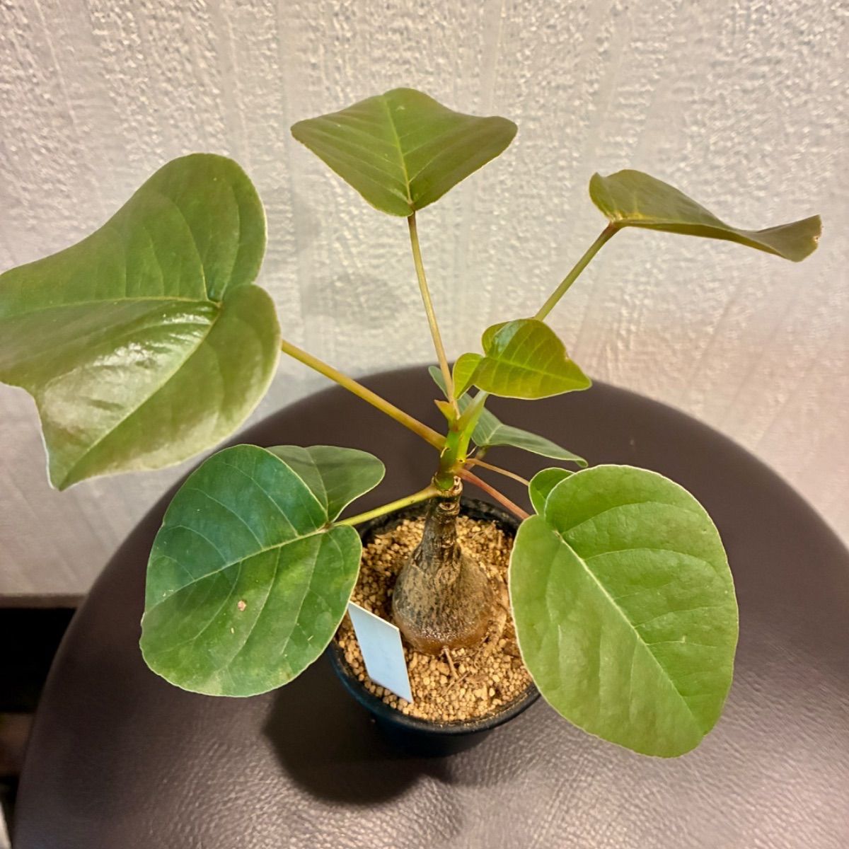ボンバックス 塊根植物 プセウドボンバックスエリプティクム 美株