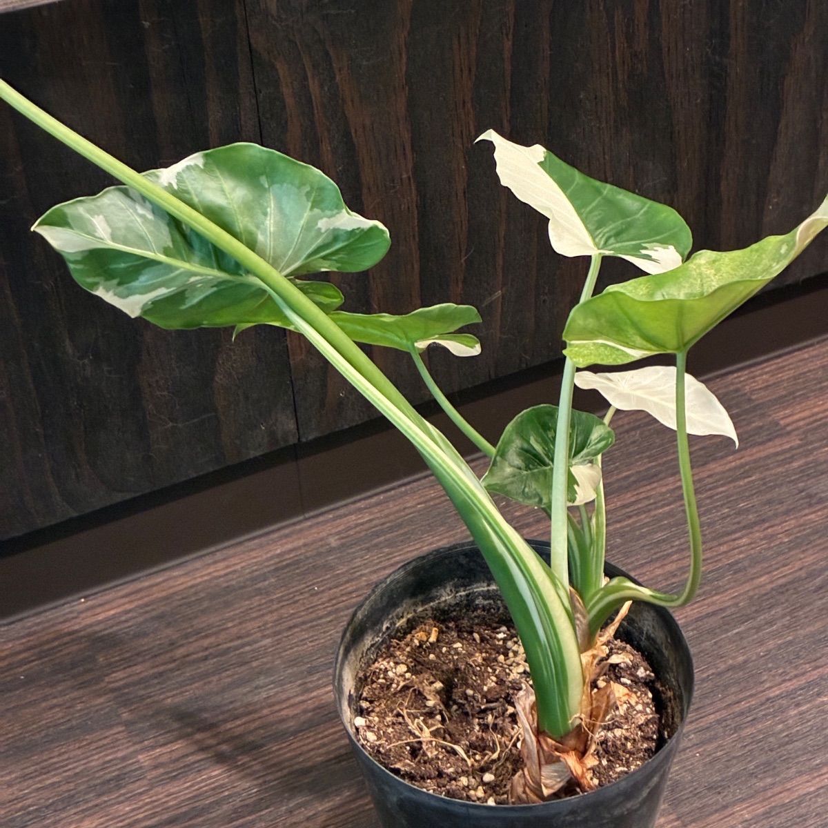 斑入り　クワズイモ　苗　株　観葉植物　アロカシア　花卉/園芸 クワズイモ斑入り アロカシア クワズイモ 2株 - メルカリ